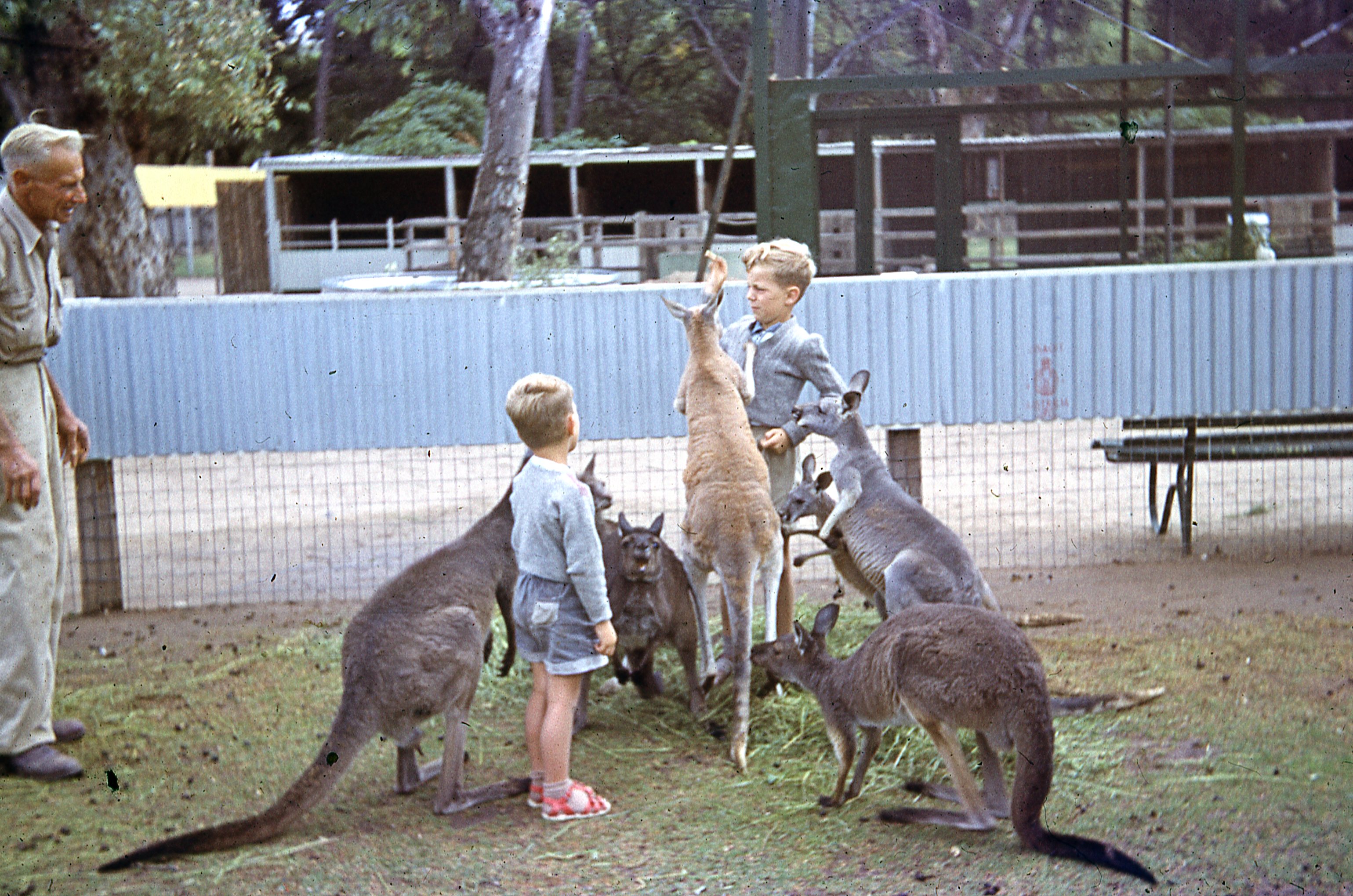 Graham & Paul with Wallabies at Adelaide Koala Farm, 1958
