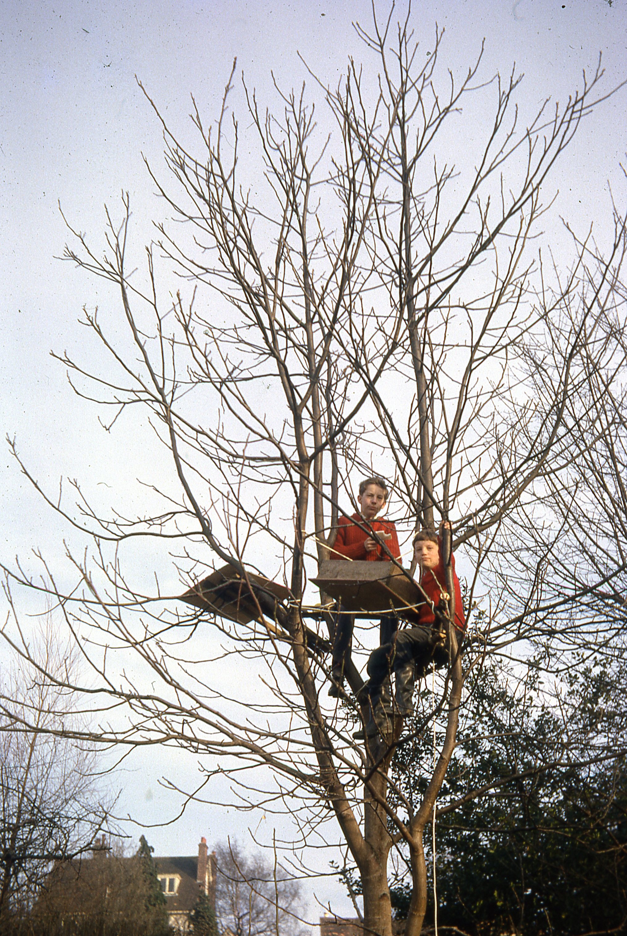 Paul & Graham started a tree-house, March 1963