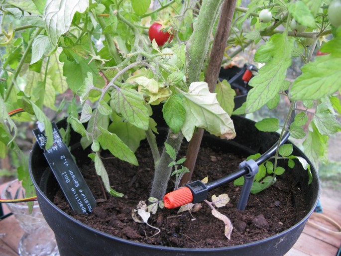 Soil moisture sensor & dripper