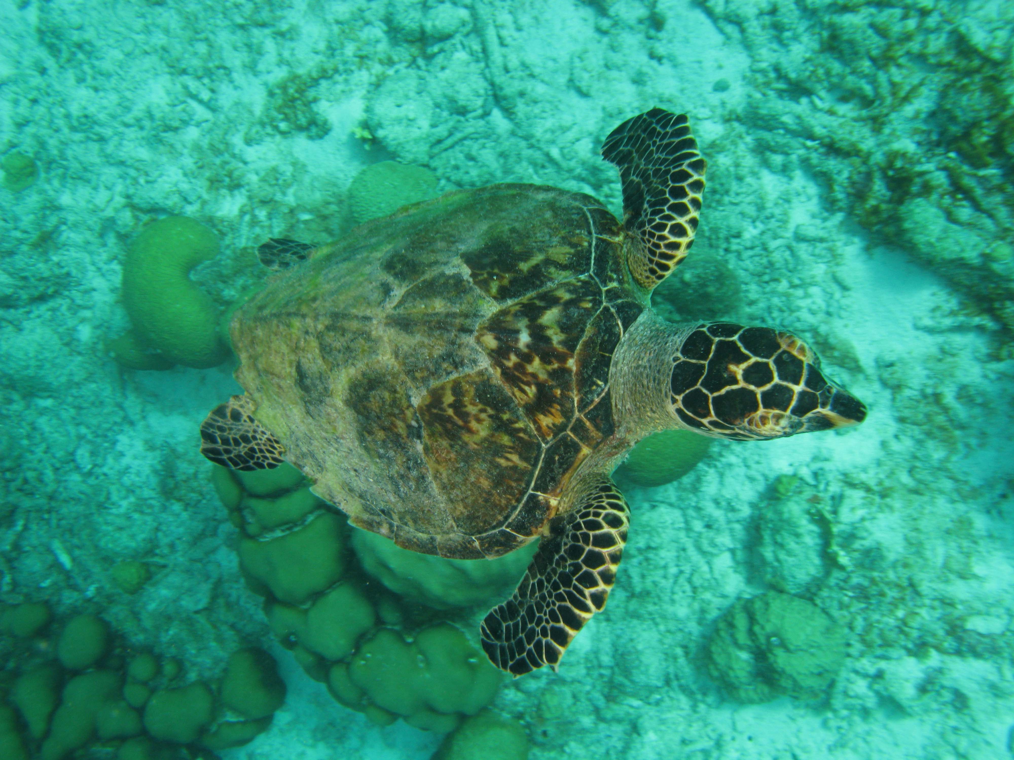 Hawksbill turtle