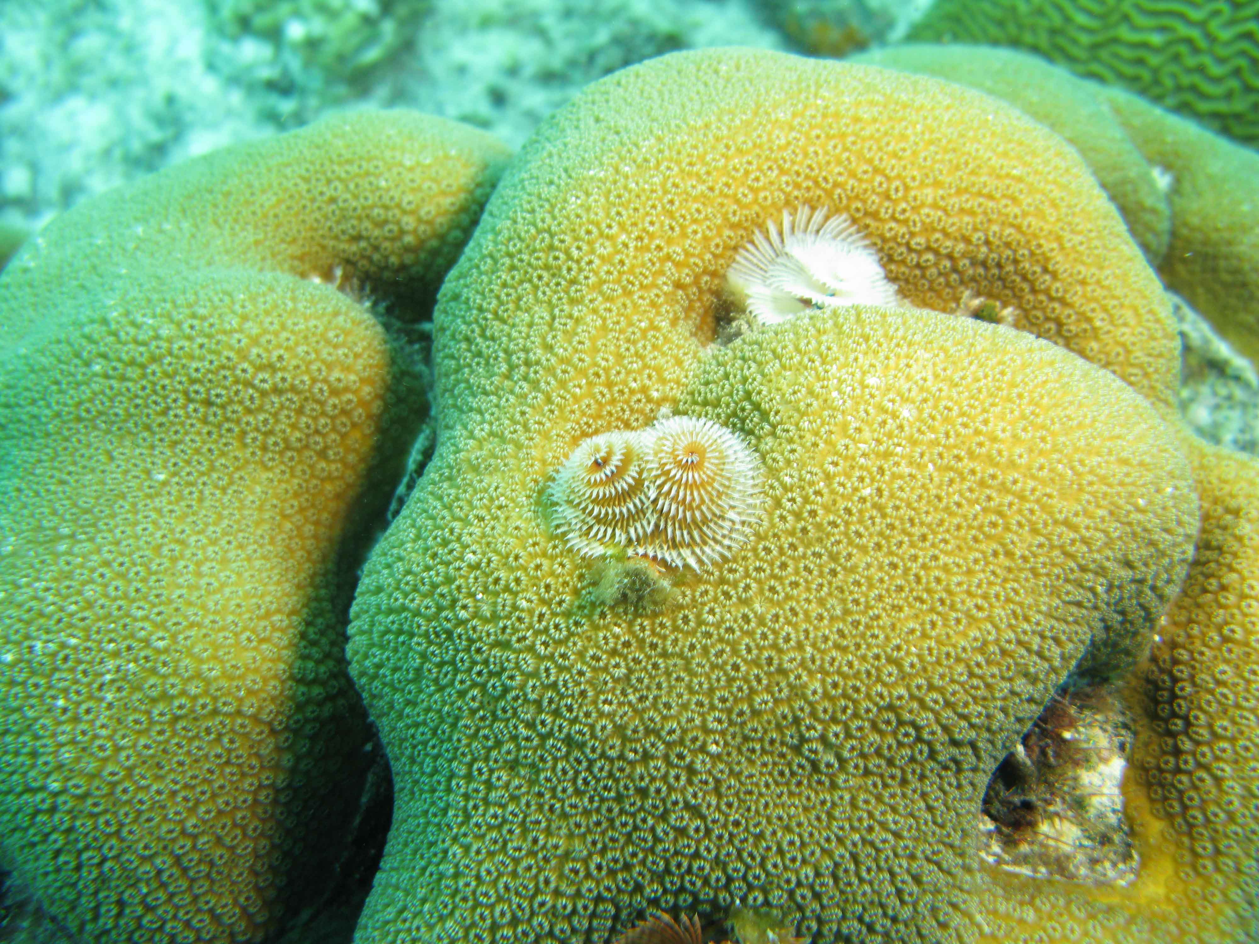 Christmas tree worms on large Star Coral Christmas tree worms on large Star Coral
