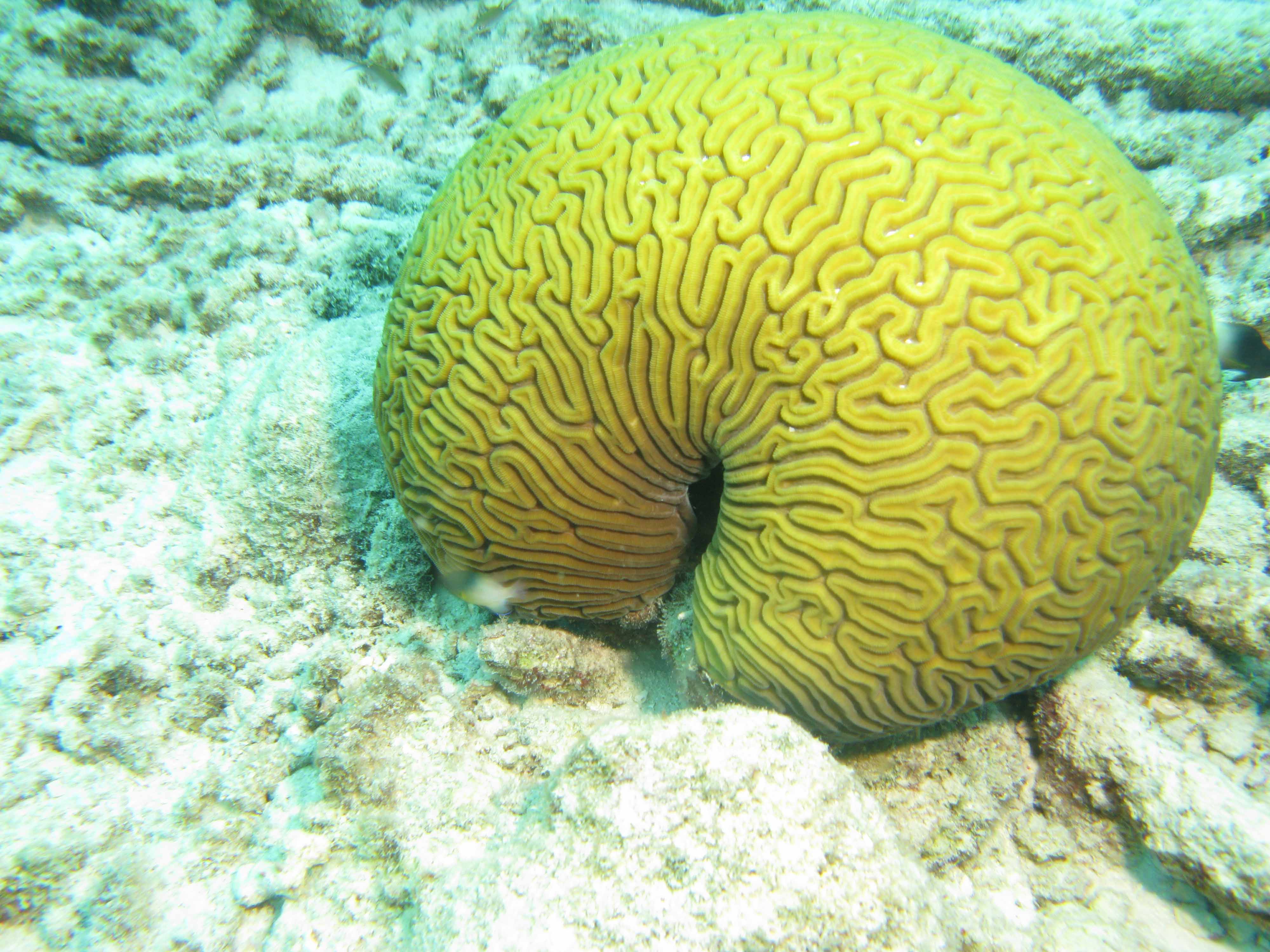 Brain Coral Brain Coral