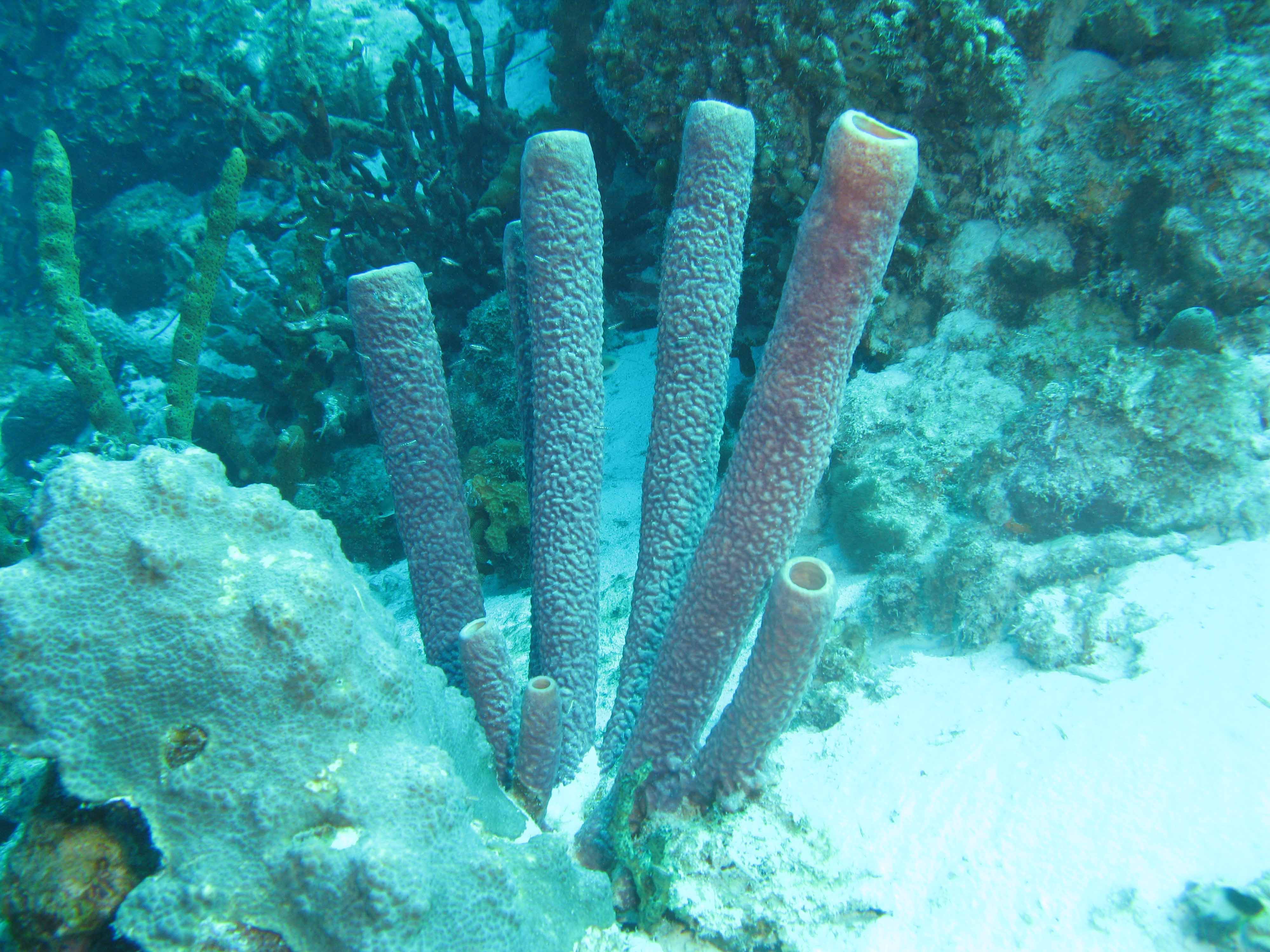 Lavender stovepipe sponge
