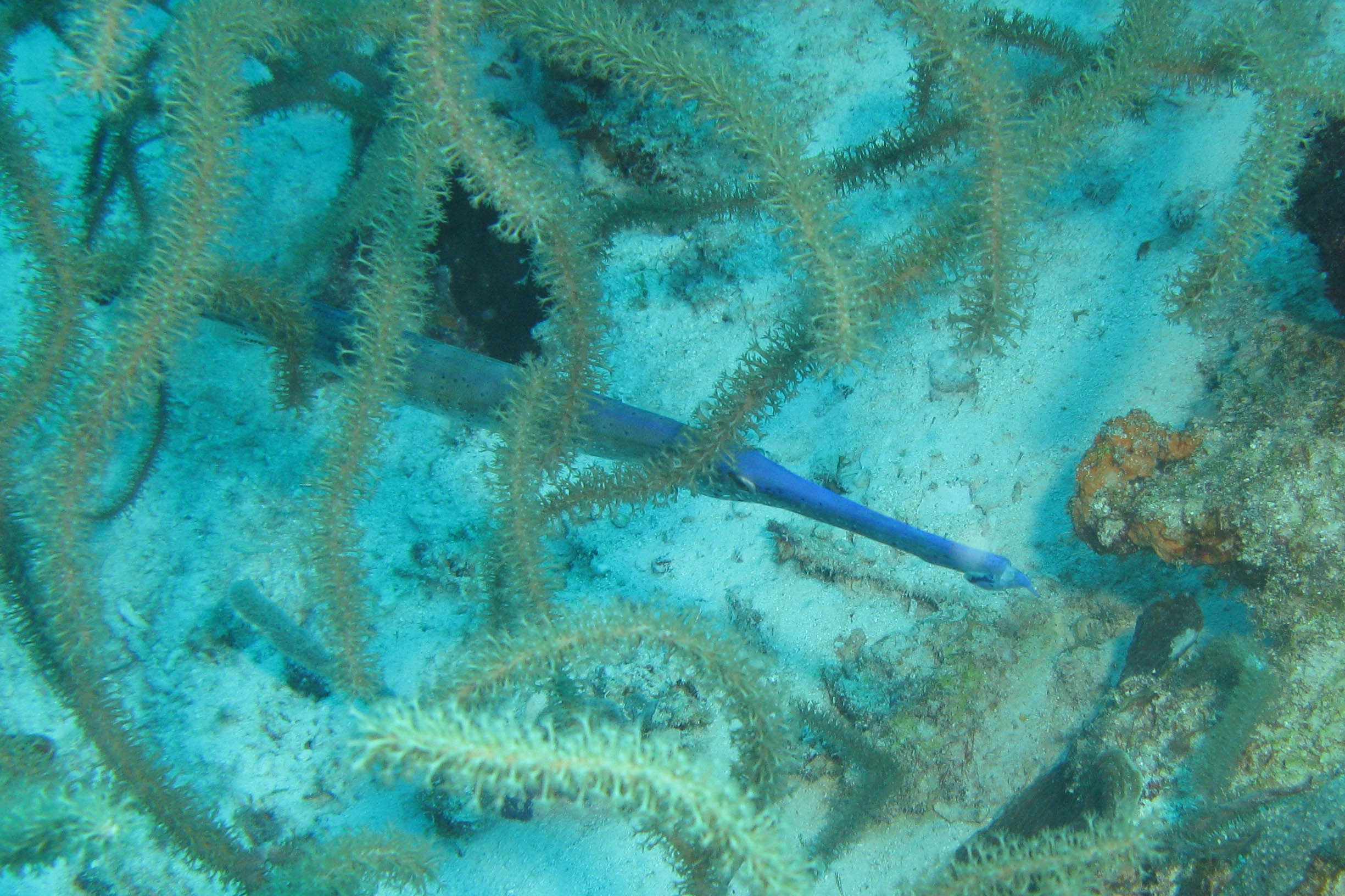 Trumpet fish