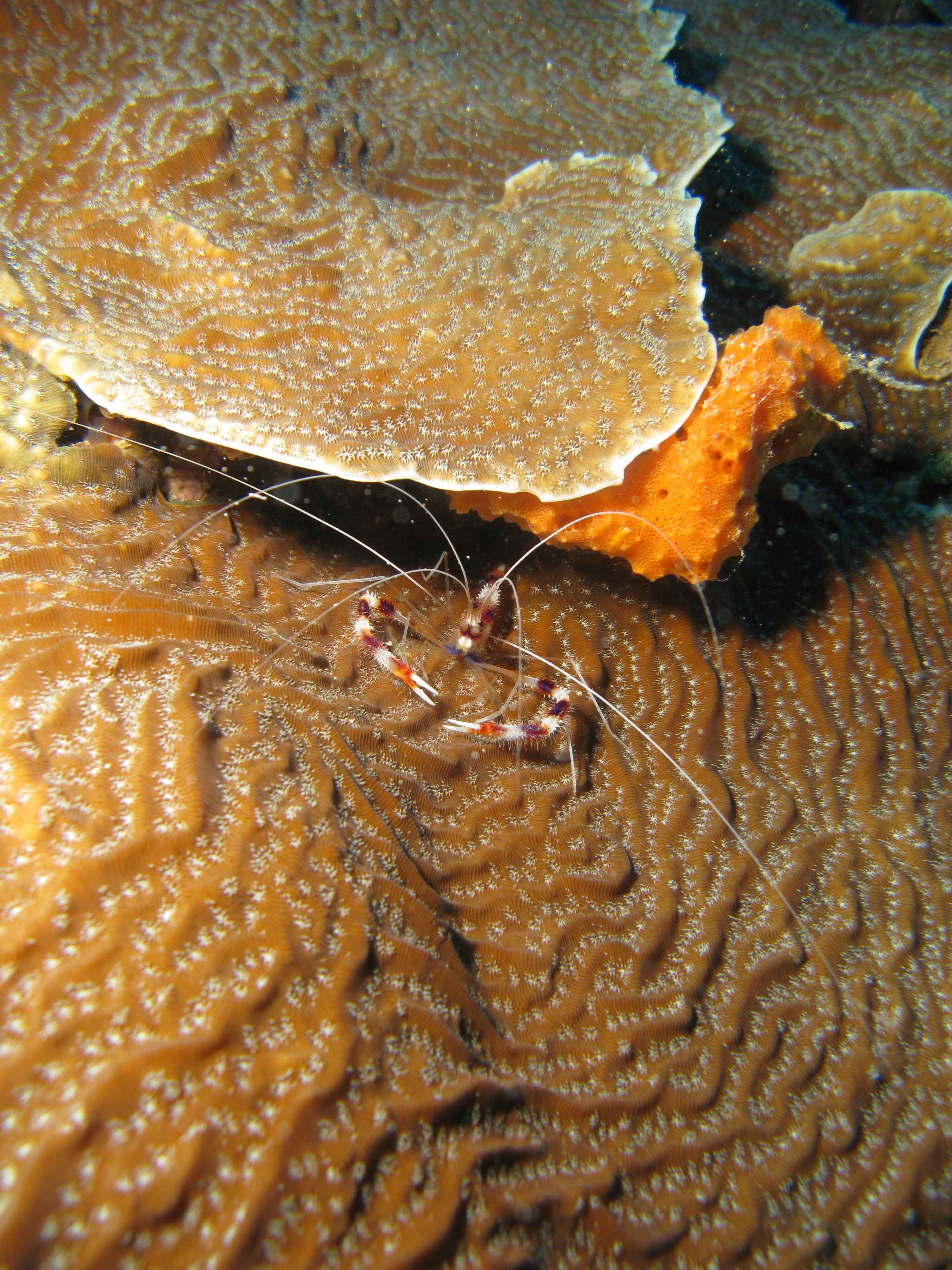 Banded coral shrimp (Stenopus hispidus) on Whitestar Sheet Coral