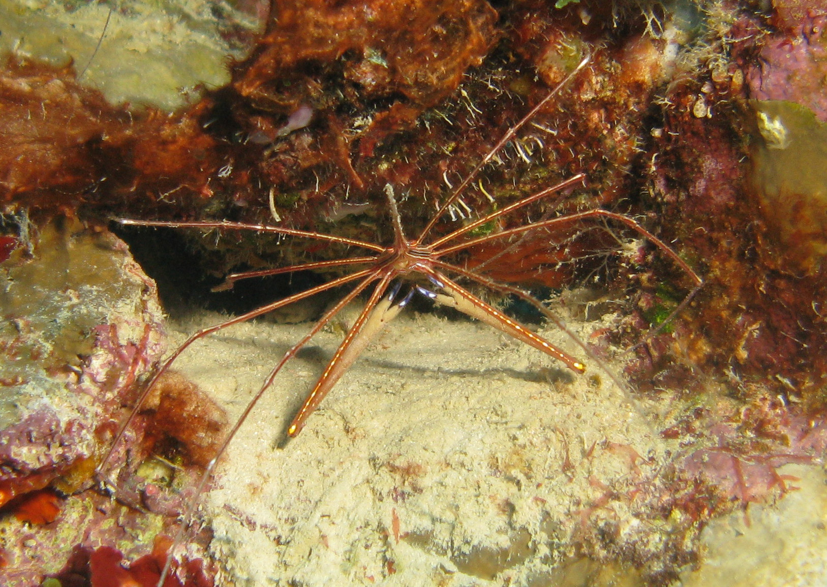 Yellowline Arrow Crab