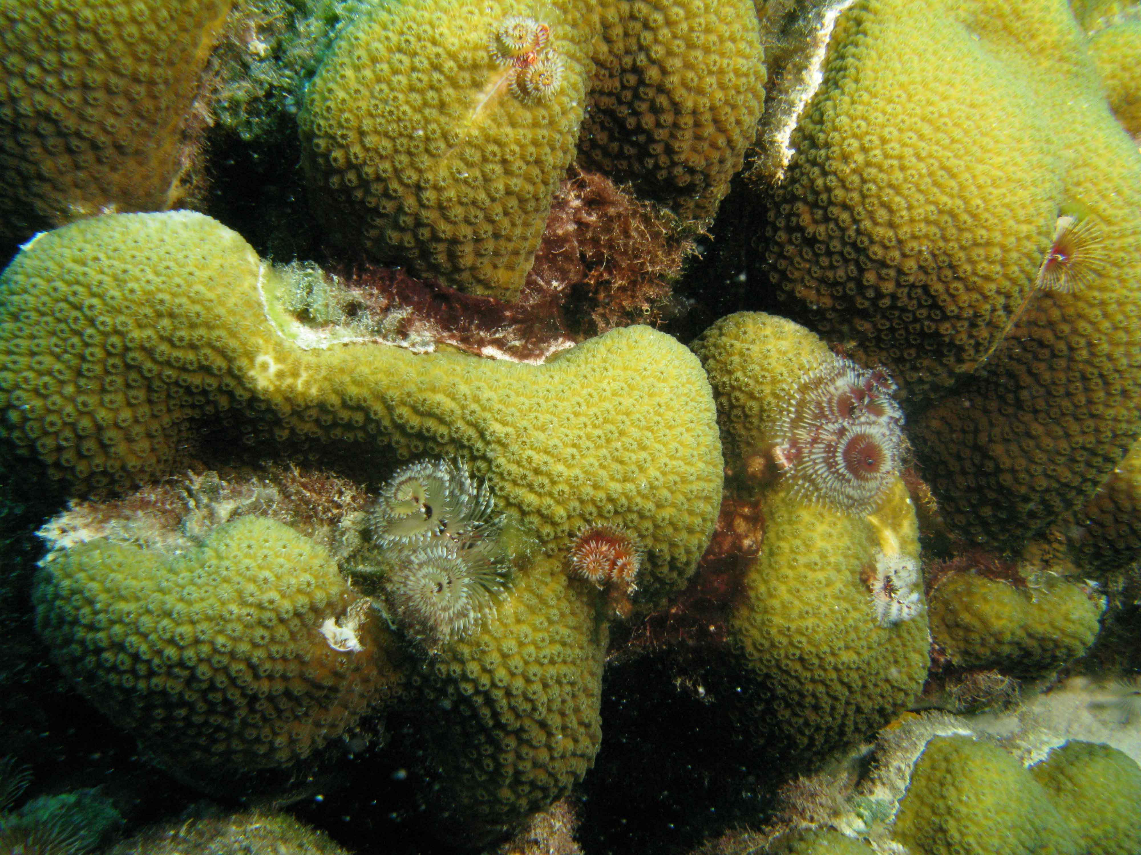 Christmas tree worms on Star Coral