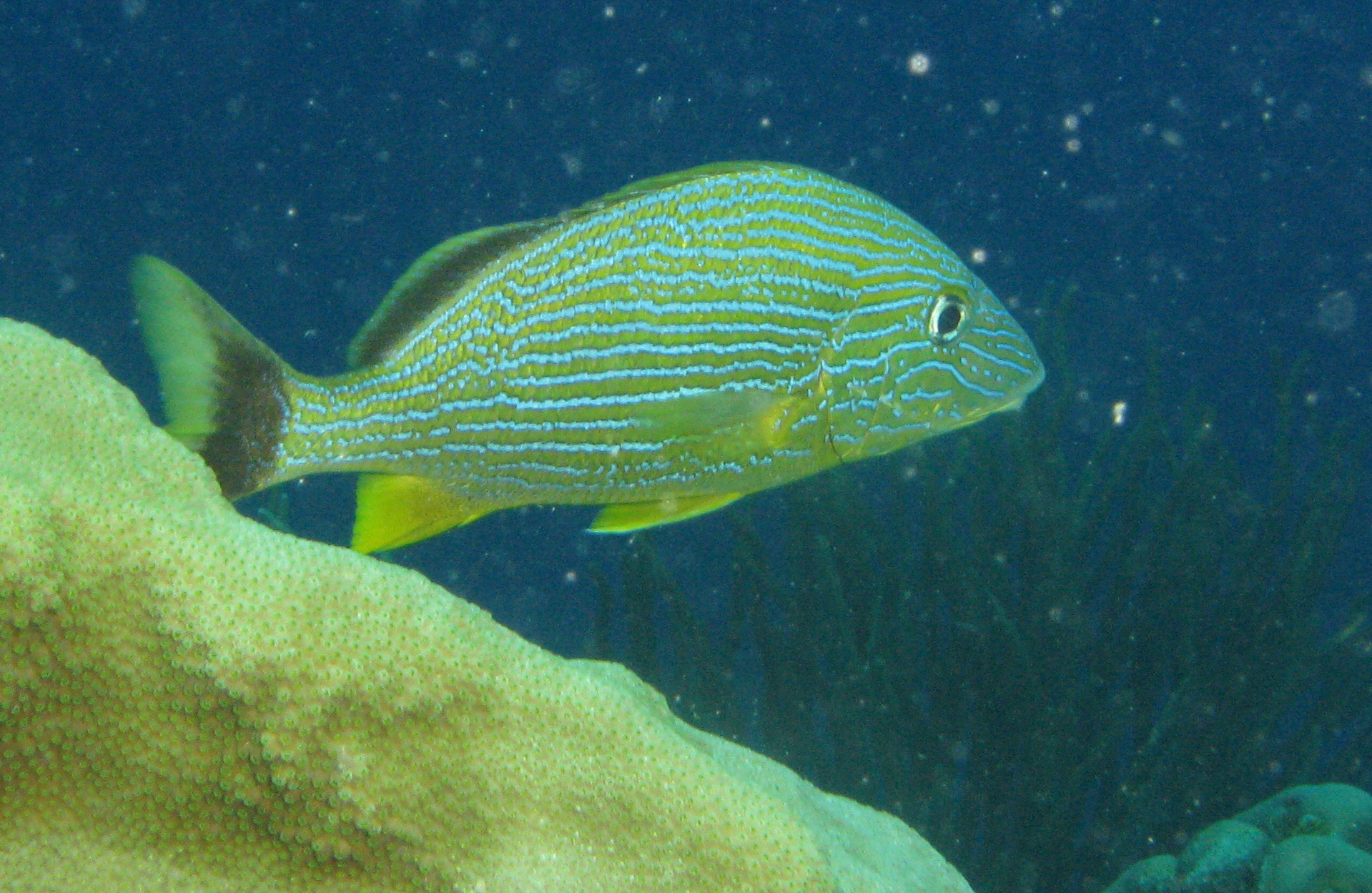 Bluestriped Grunt