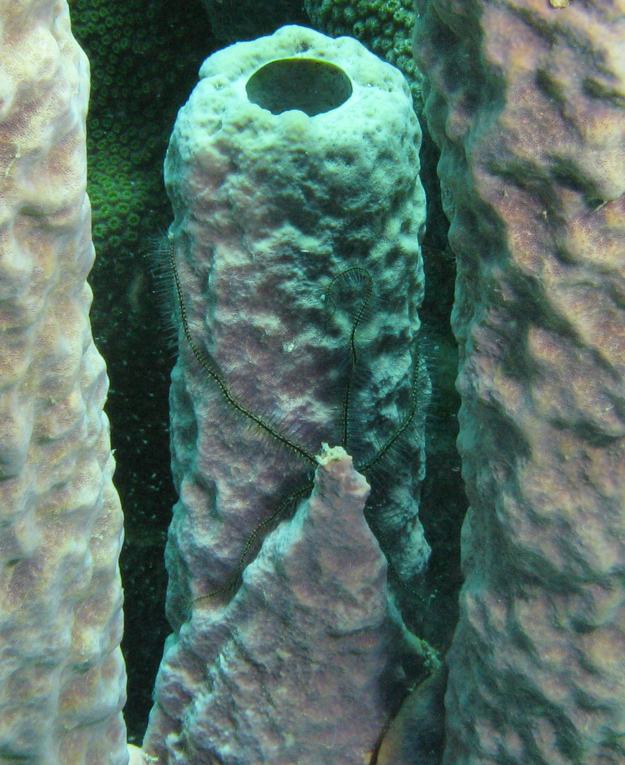 Feather star (crinoid) on purple vase sponge