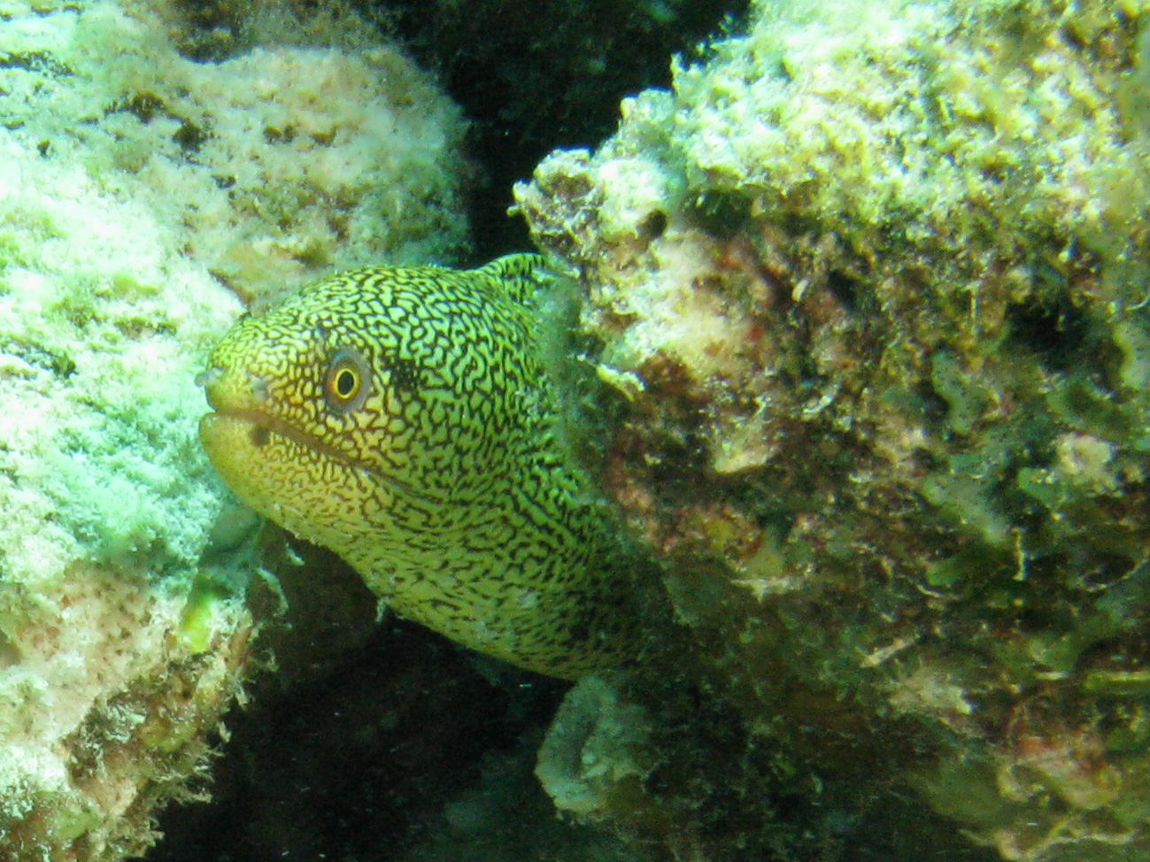 Moray eel