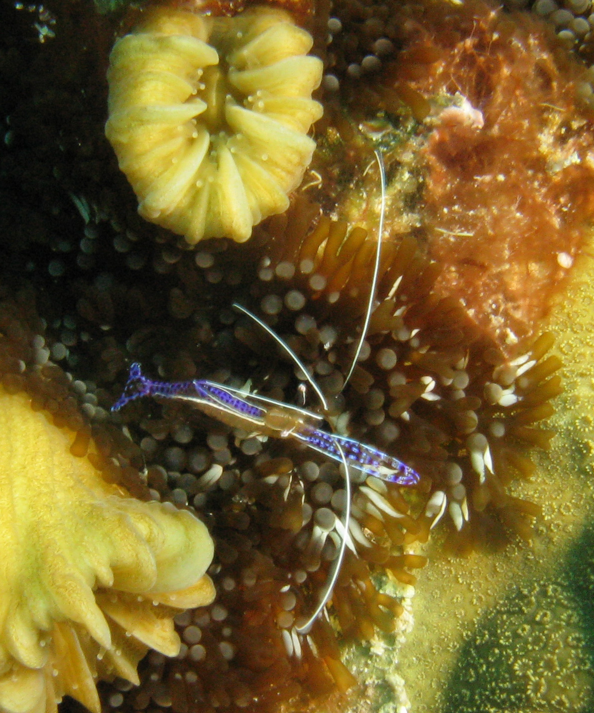 Spotted cleaner shrimp (Periclimenes yucatanicus)