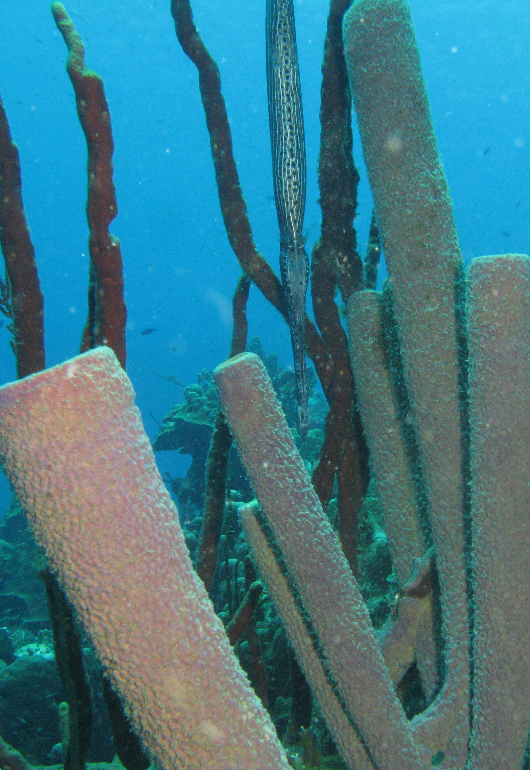 Trumpet fish hiding among vase sponges