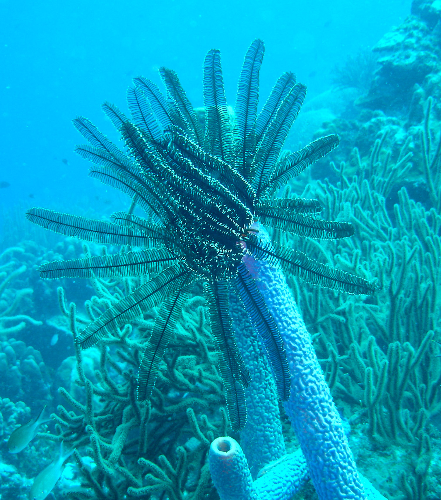 Crinoid on purple vase sponge