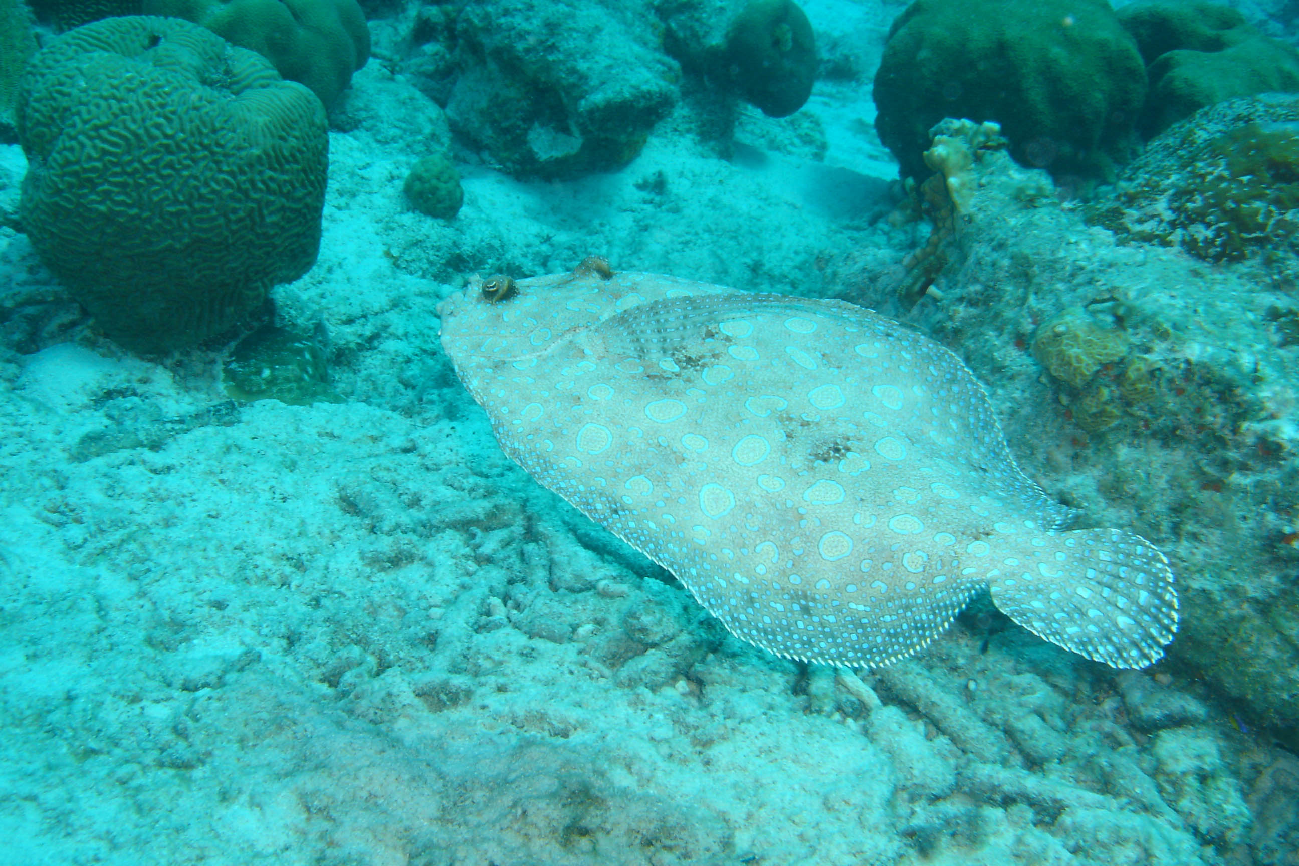 Peacock flounder