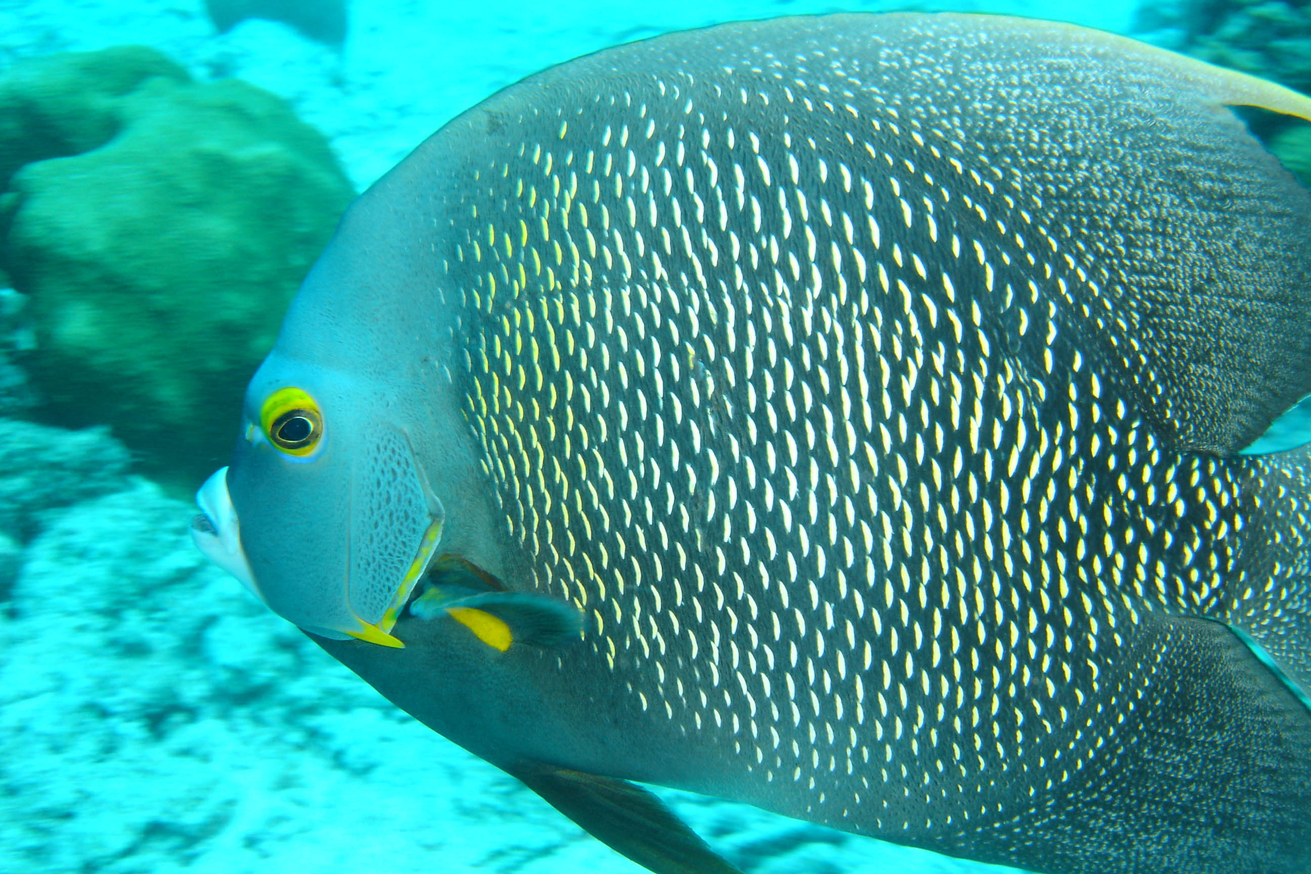 French Angelfish