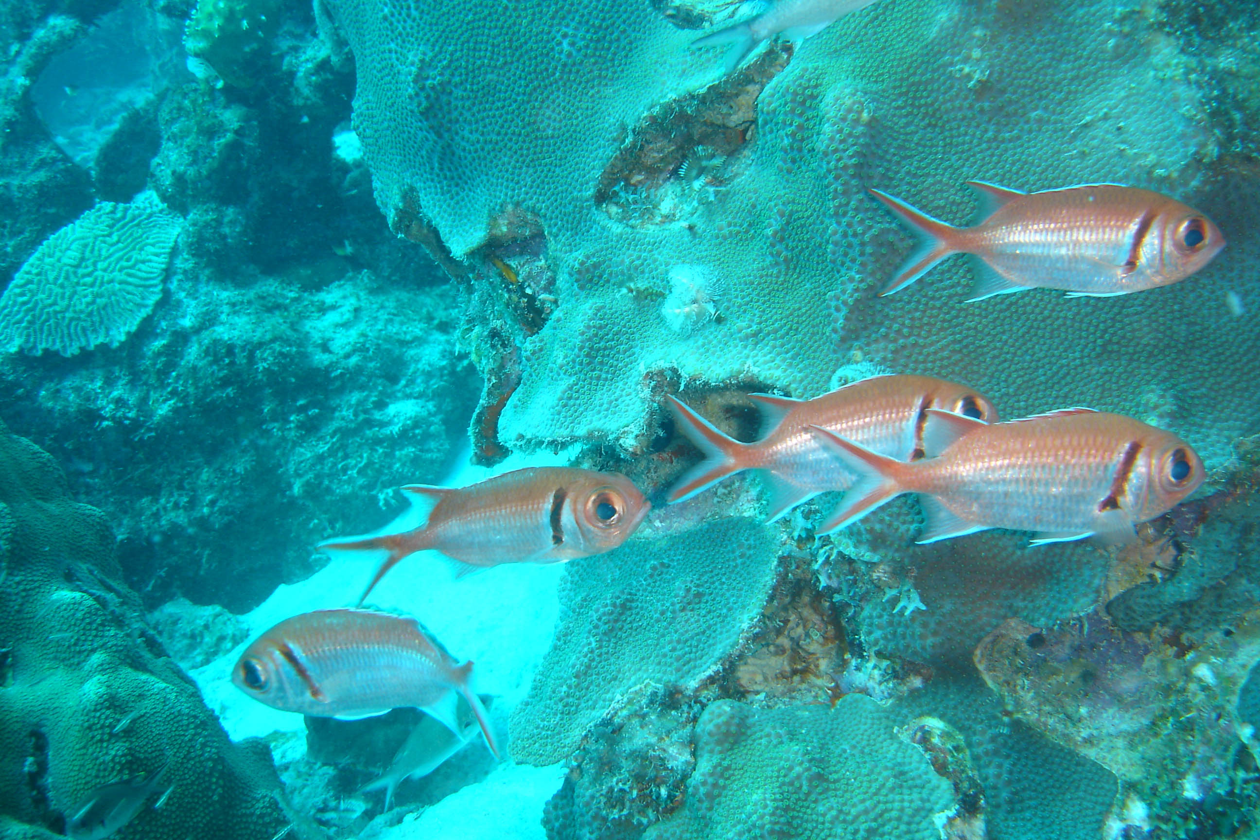 Blackbar Soldierfish