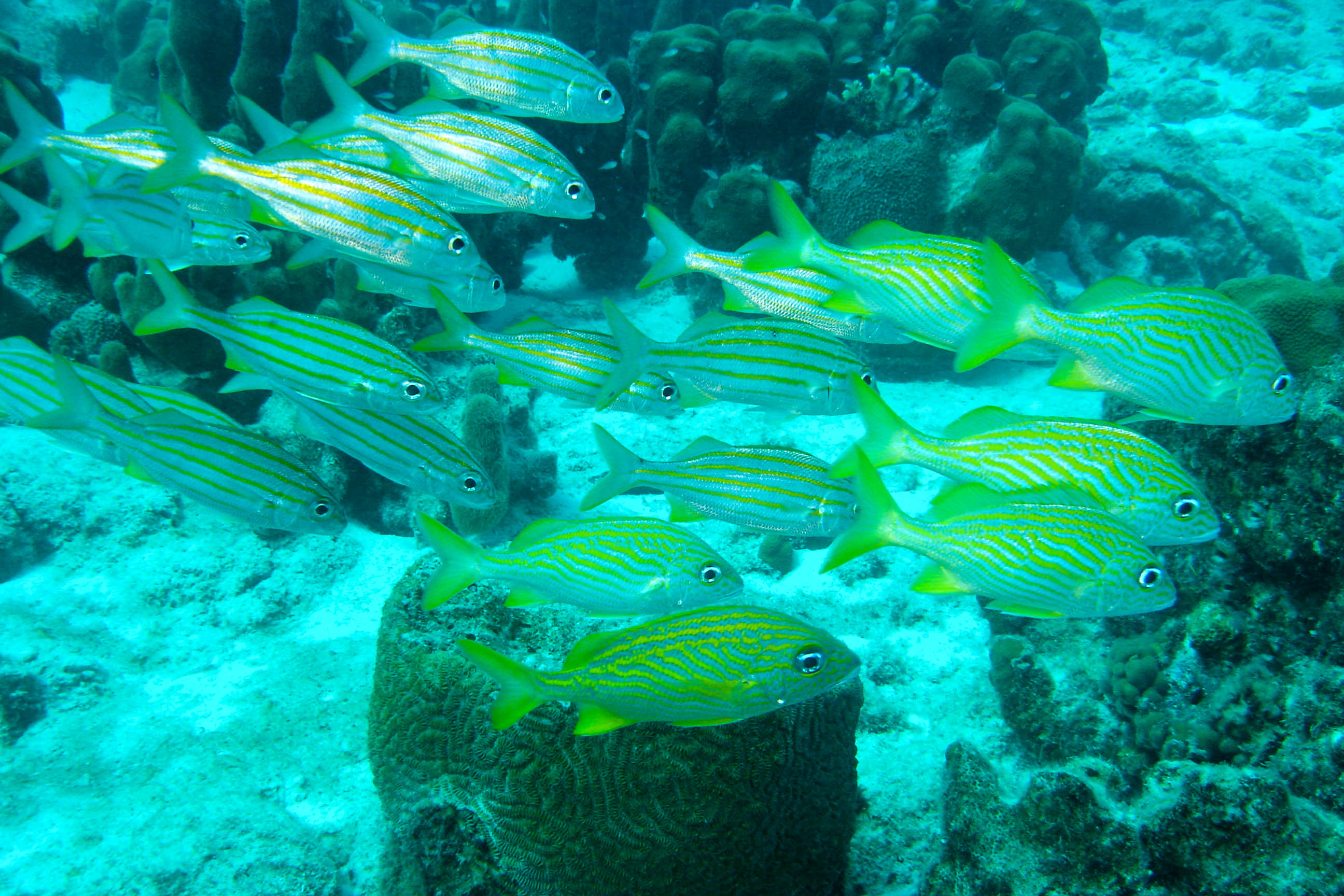 Smallmouthed Grunts (left) & French Grunts (right)