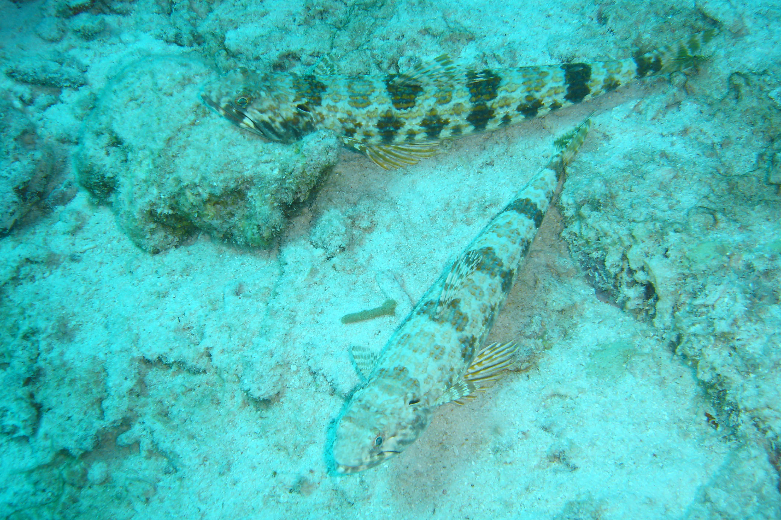 Lizardfish (Sand Diver)