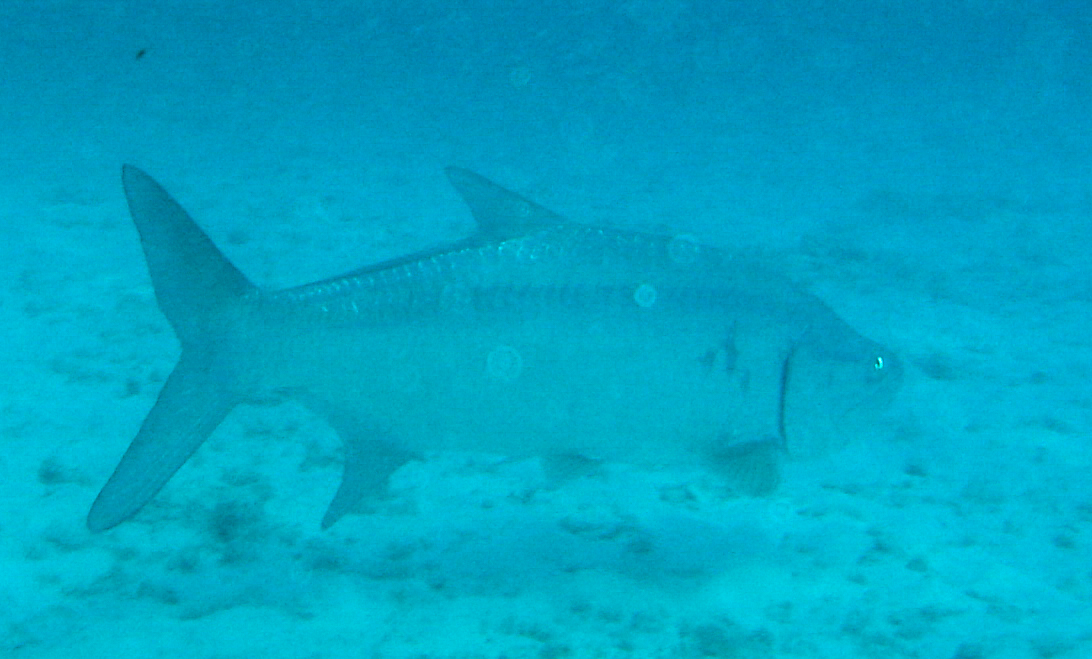 Atlantic Tarpon