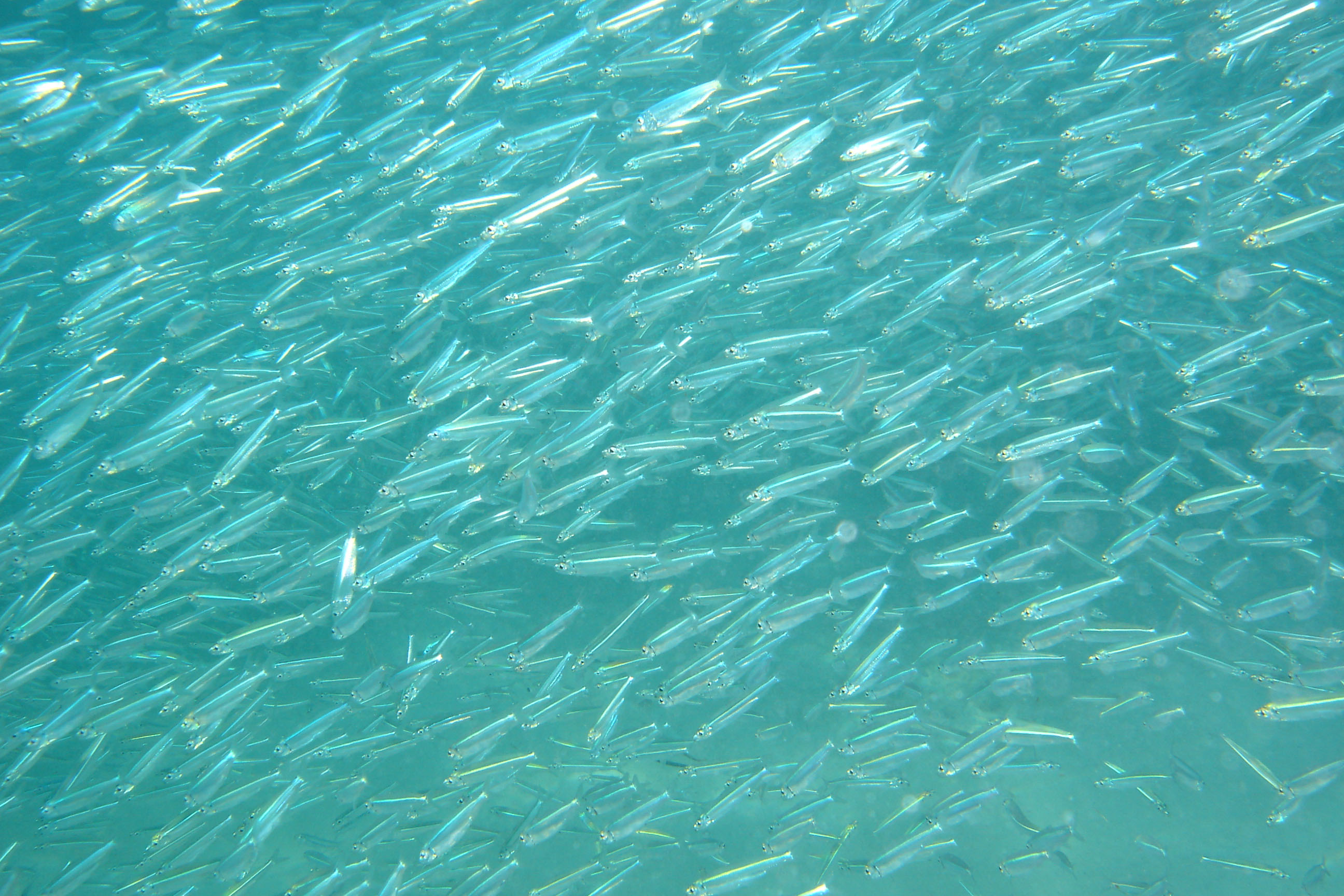 Cloud of baby fish in shallows
