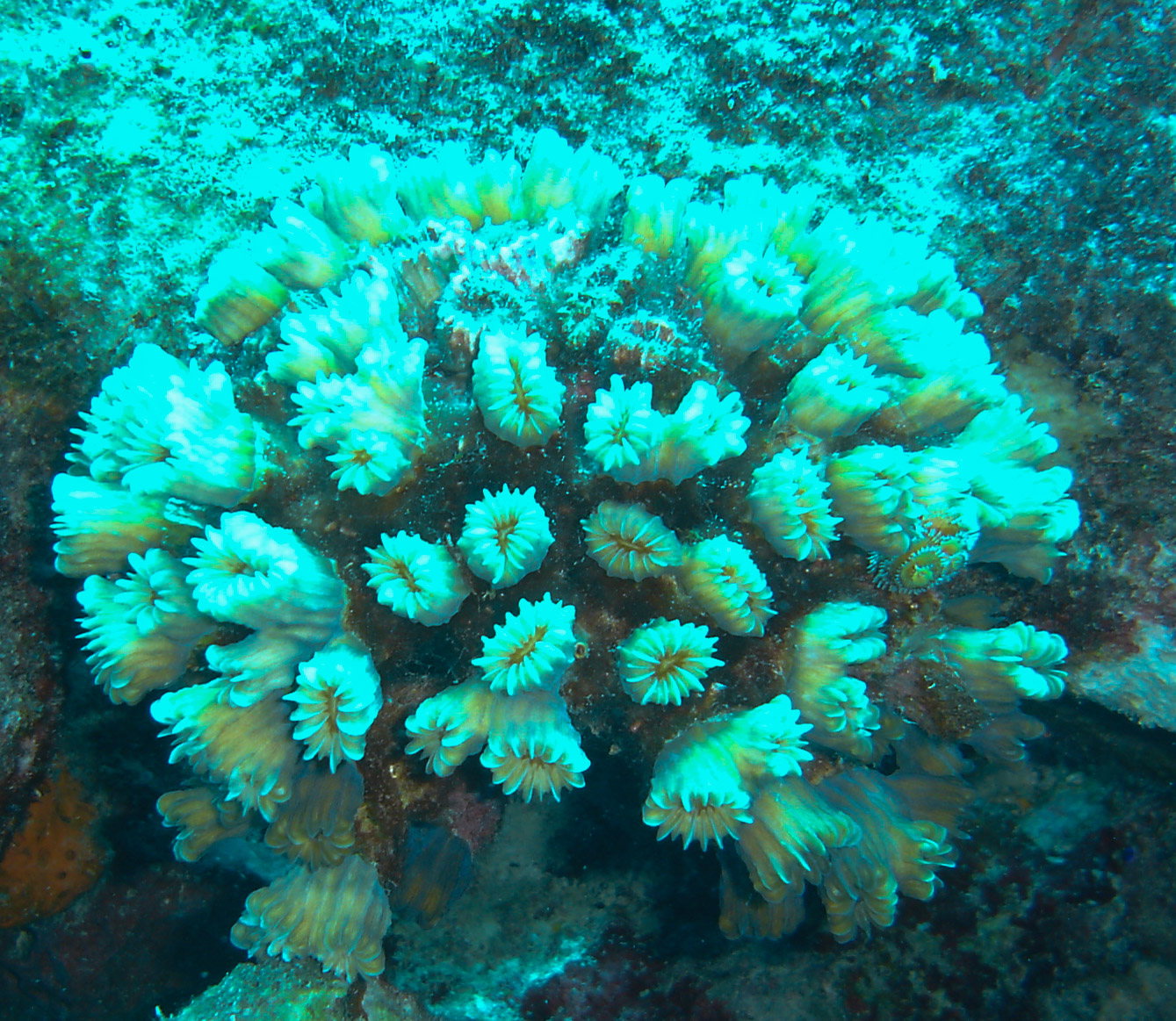 Star Coral Star Coral