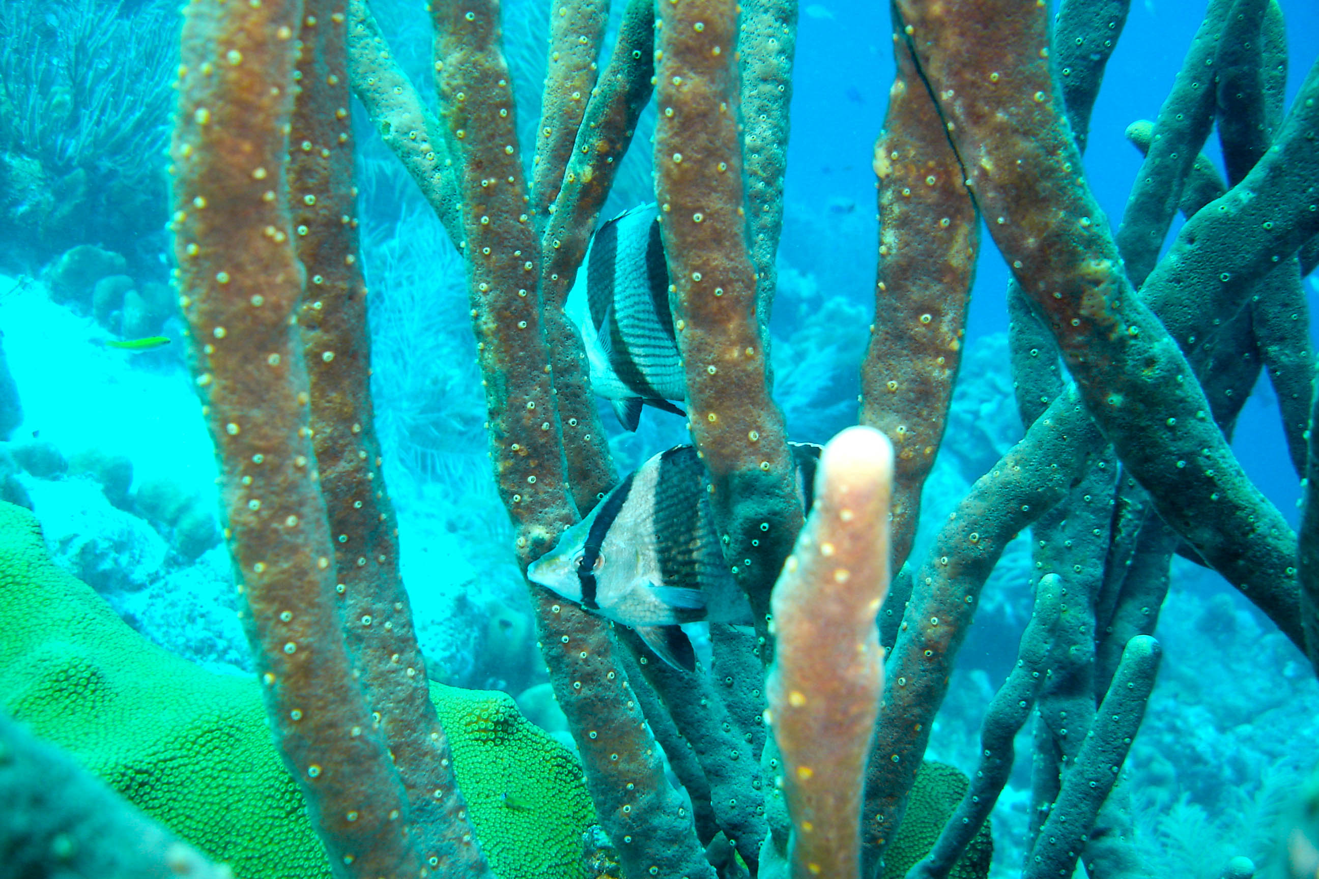 Banded Butterflyfish Banded Butterflyfish