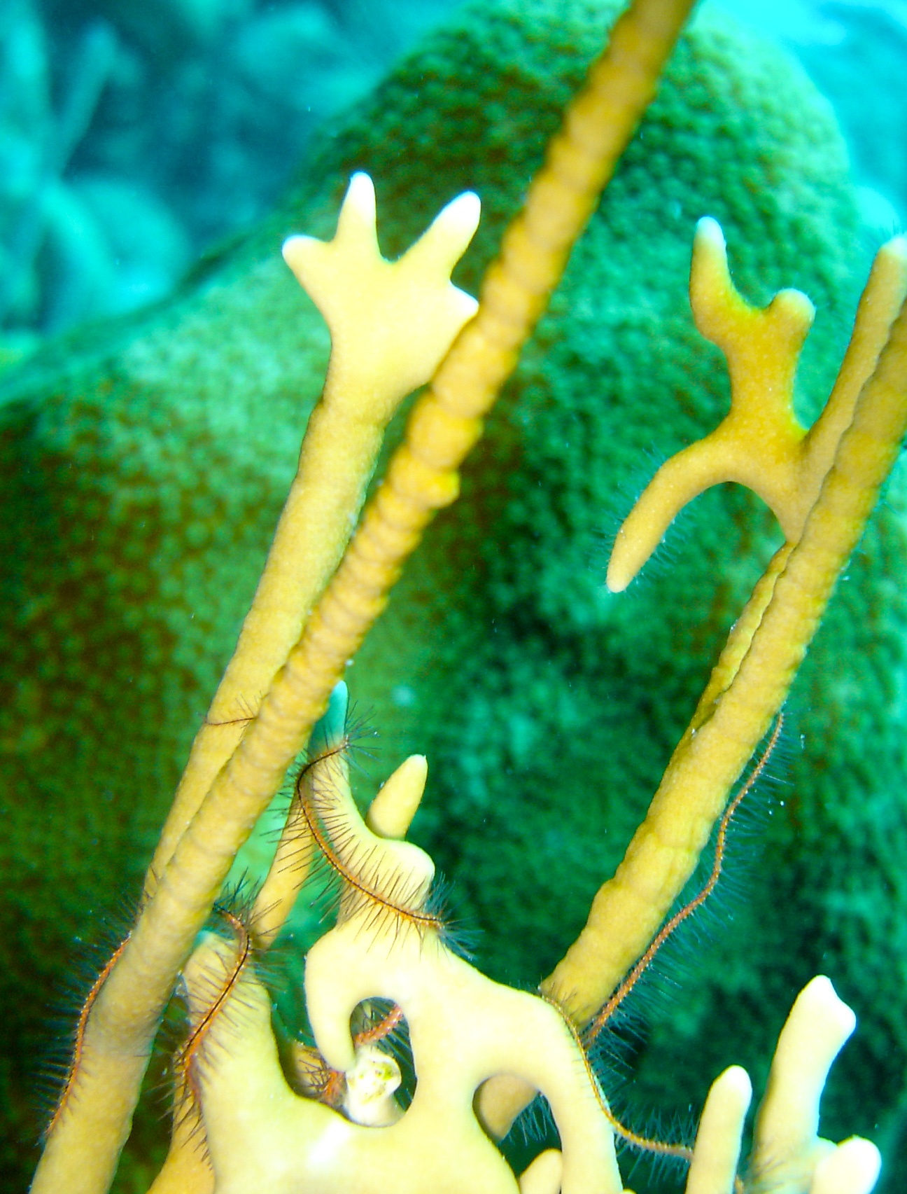 Brittle Star on Fire Coral Brittle Star on Fire Coral