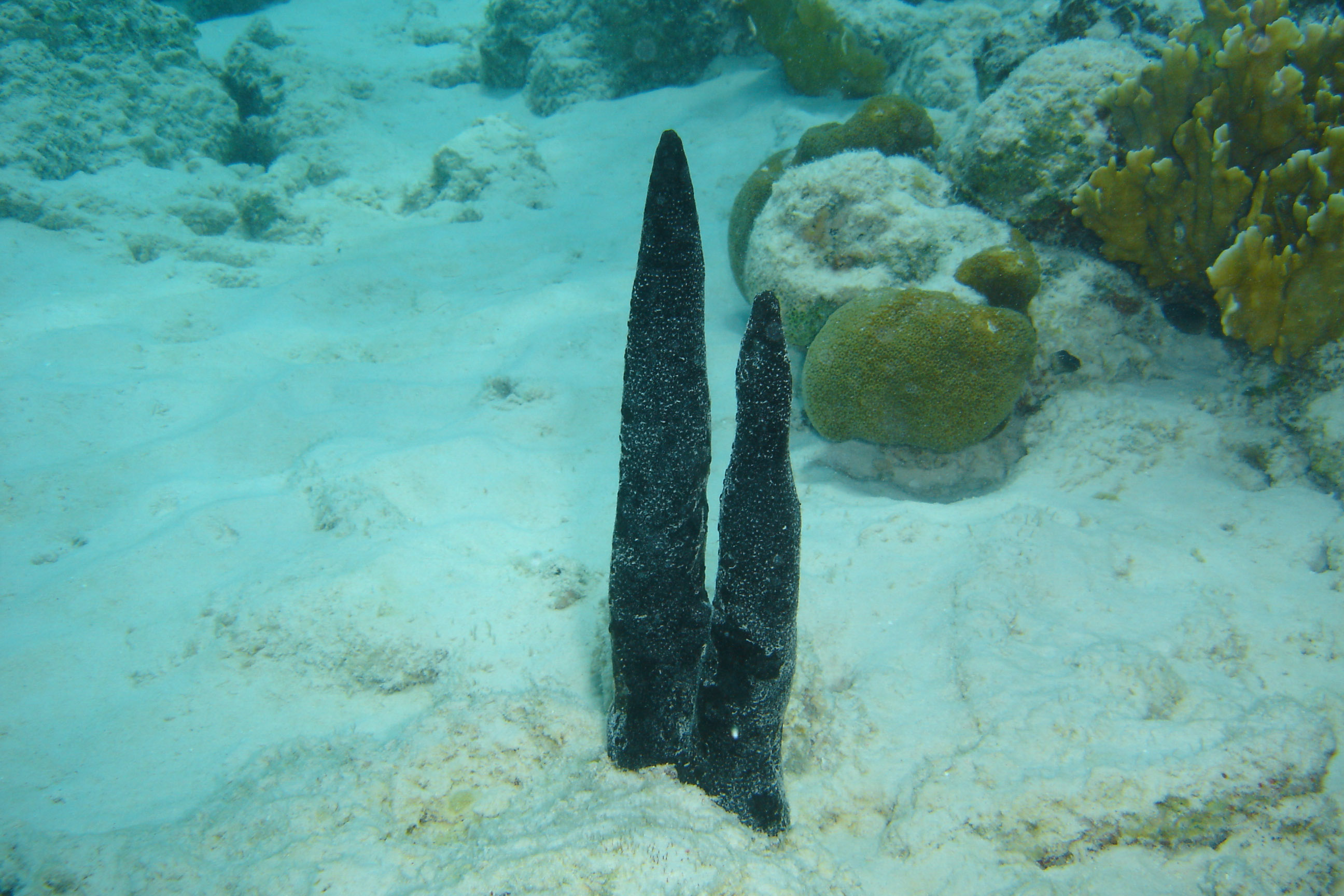 Strange black sponges