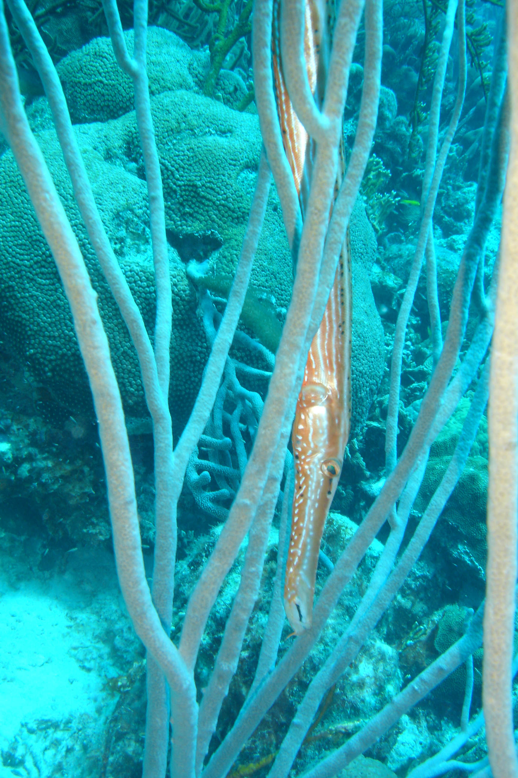 Trumpet fish