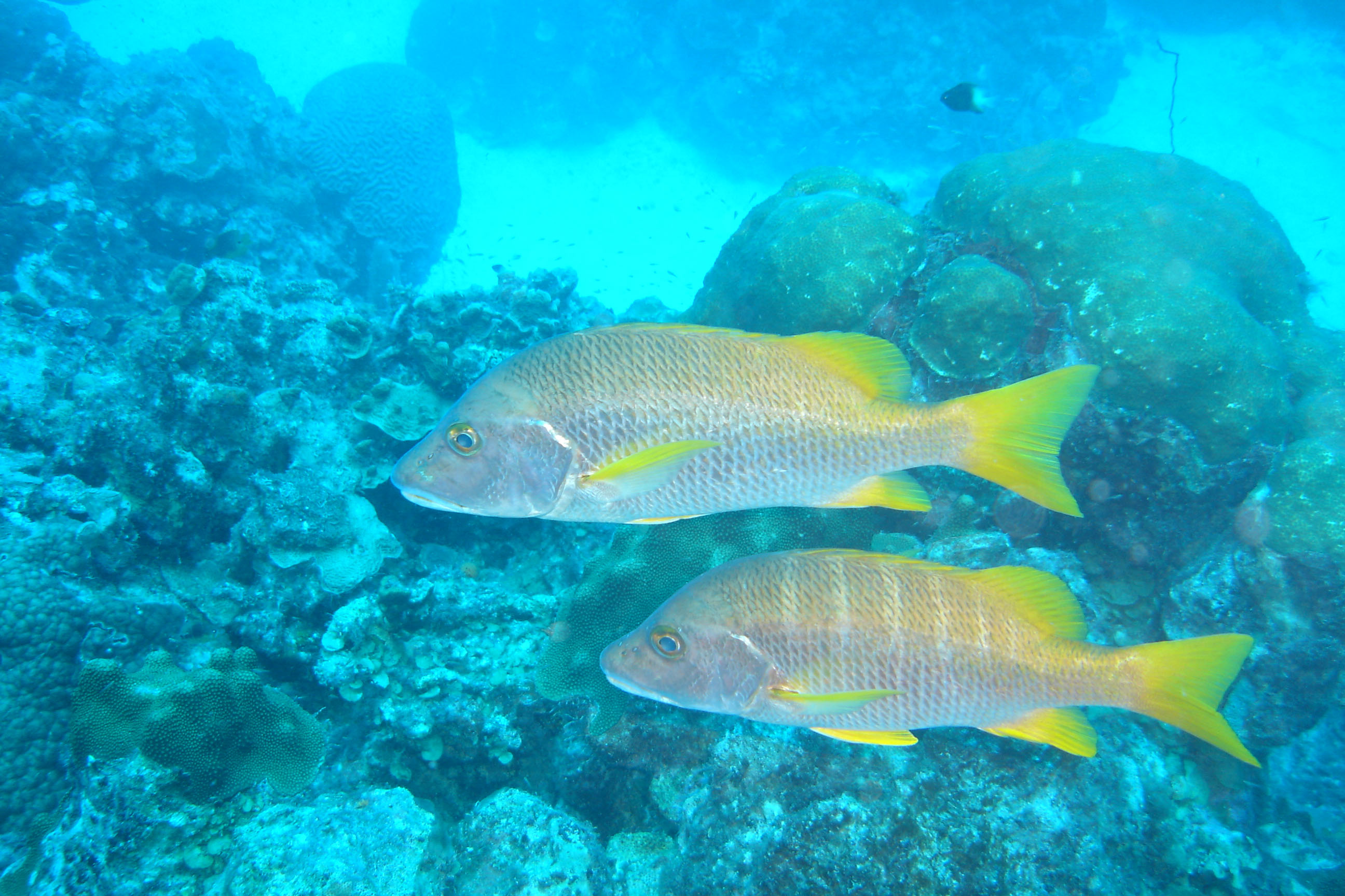 Schoolmaster Snapper