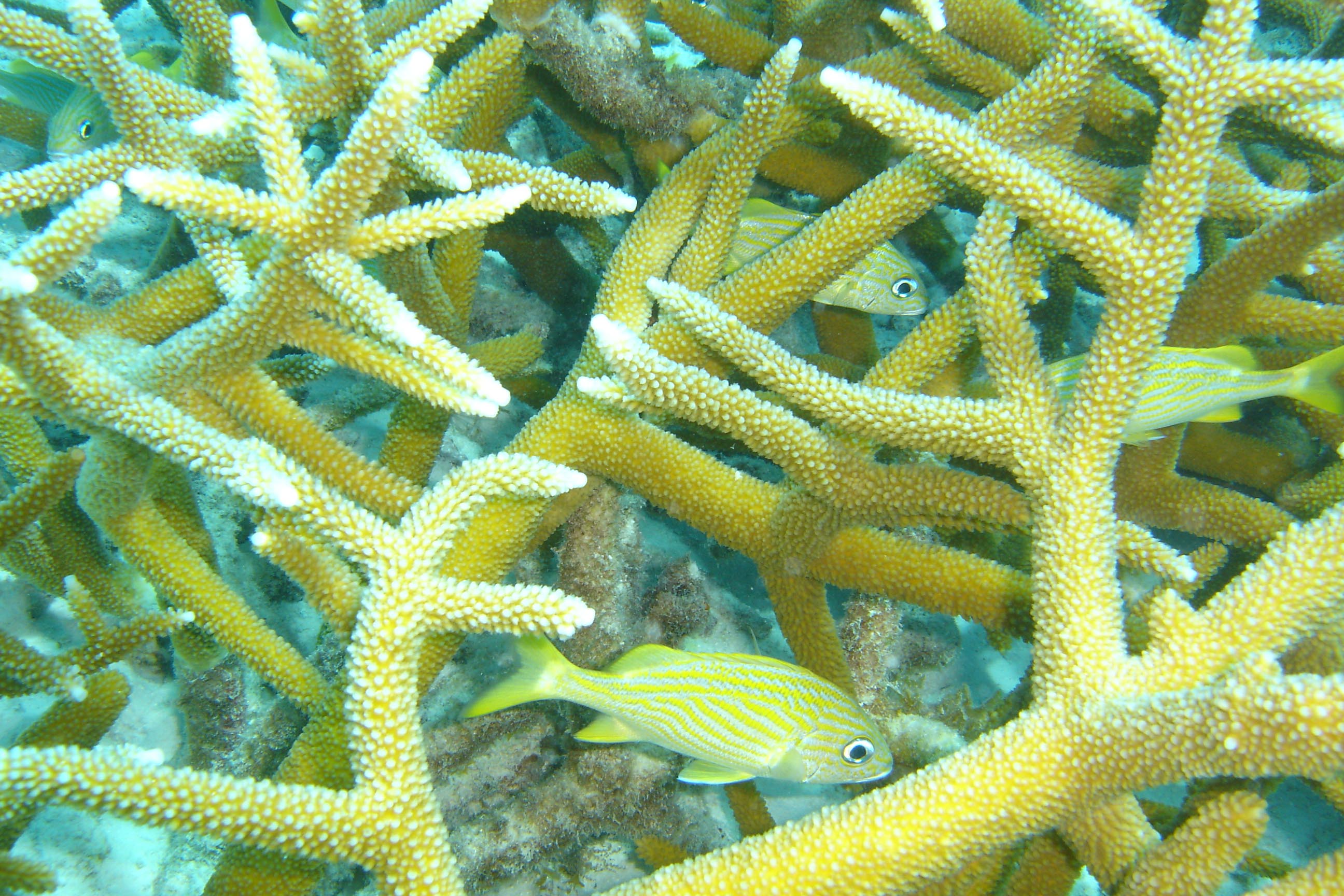 French Grunts among Staghorn Coral