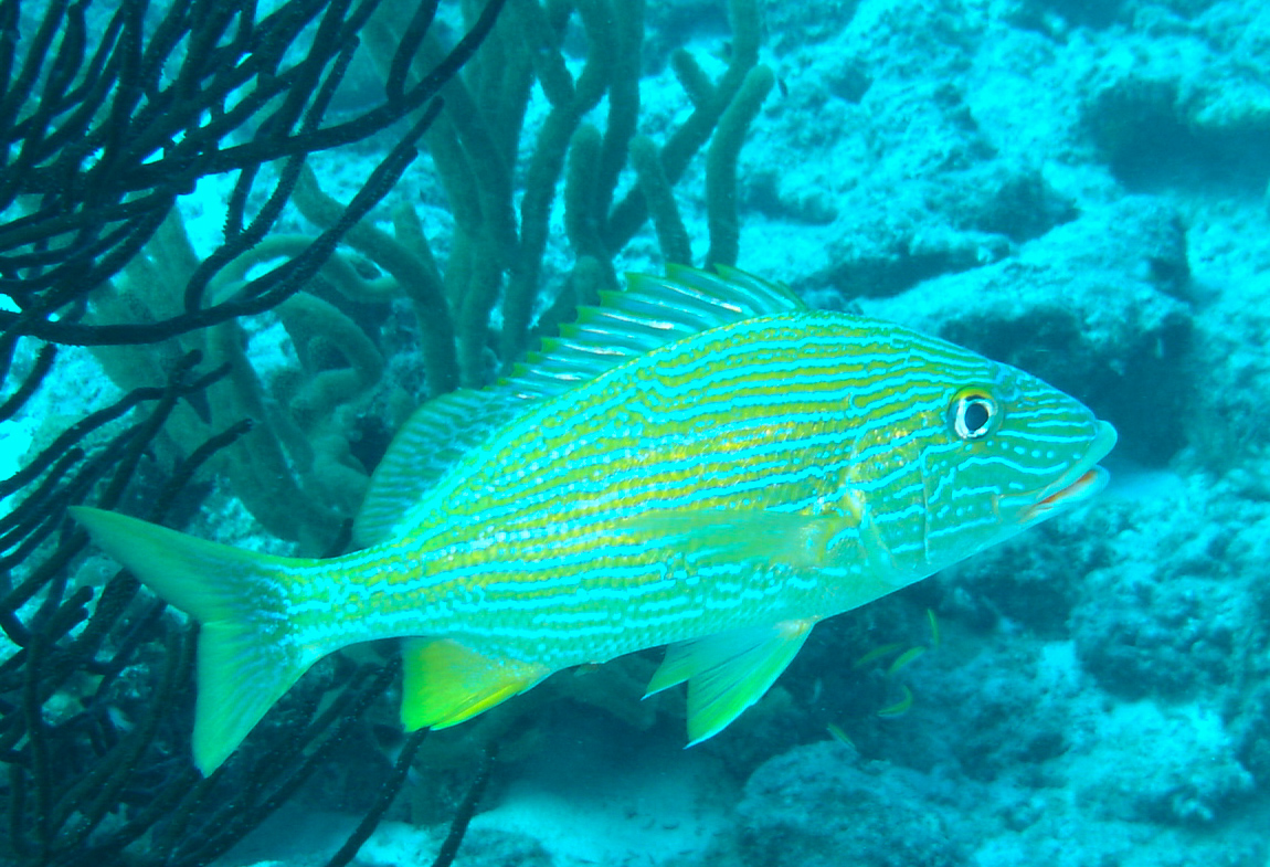 Bluestriped Grunt