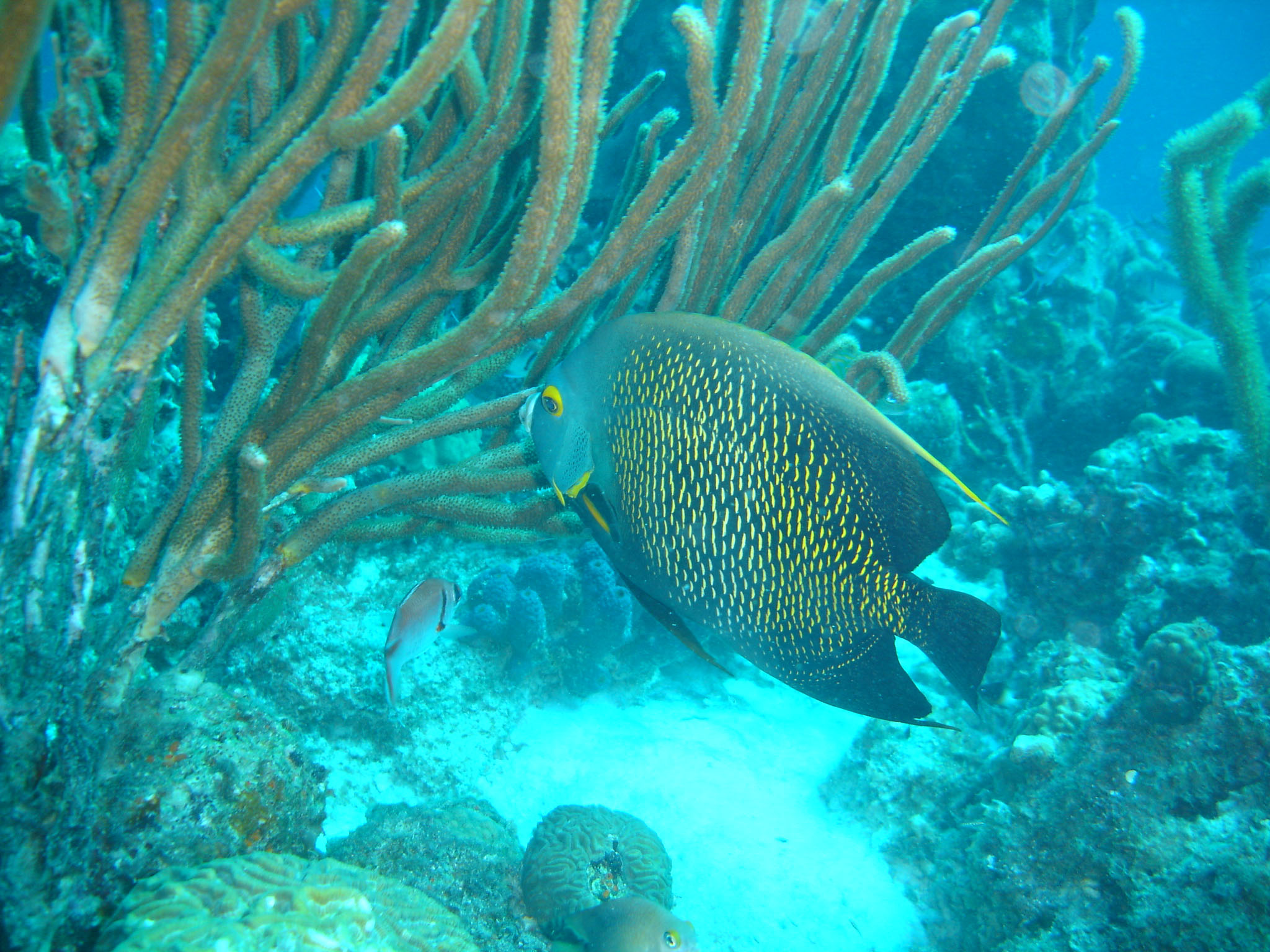 French Angelfish