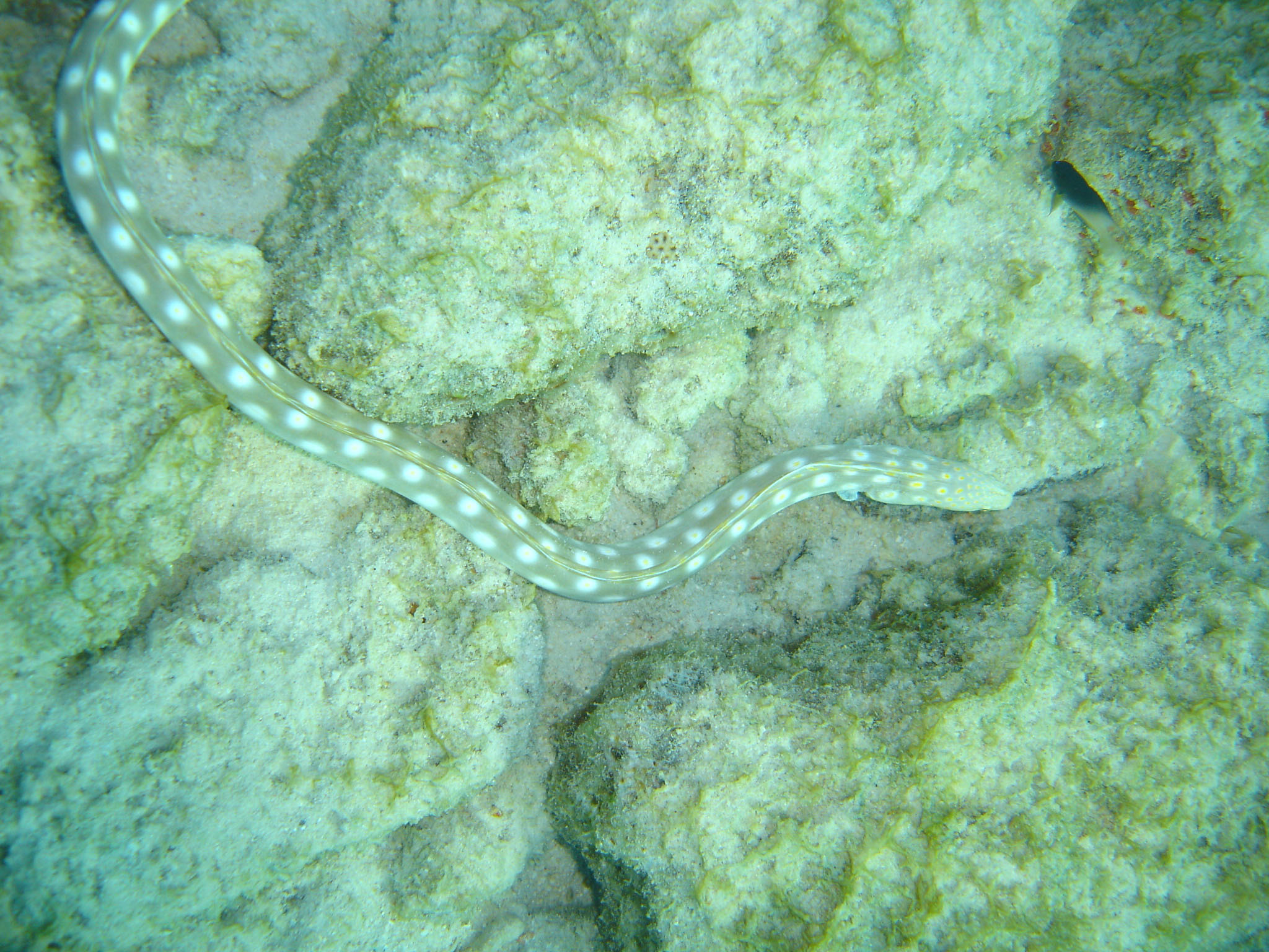 Sharptail Eel