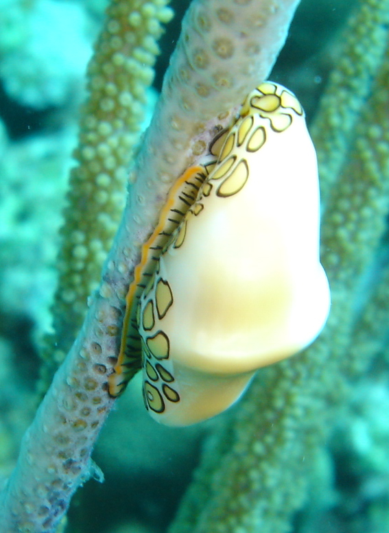 Flamingo tongue (Cyphoma gibbosum) Flamingo tongue (Cyphoma gibbosum)