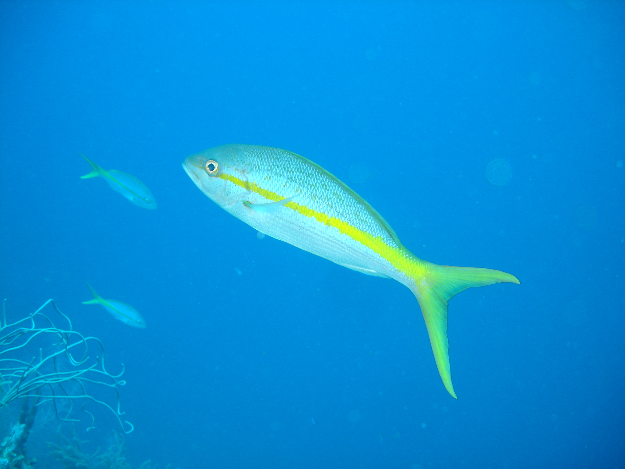 Yellowtail Snapper Yellowtail Snapper