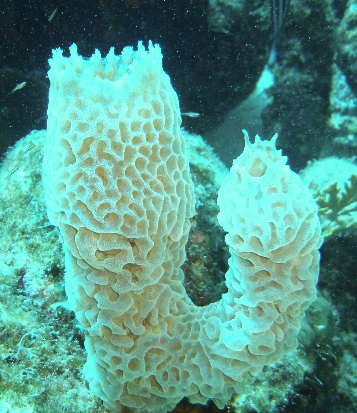 Vase sponge Vase sponge