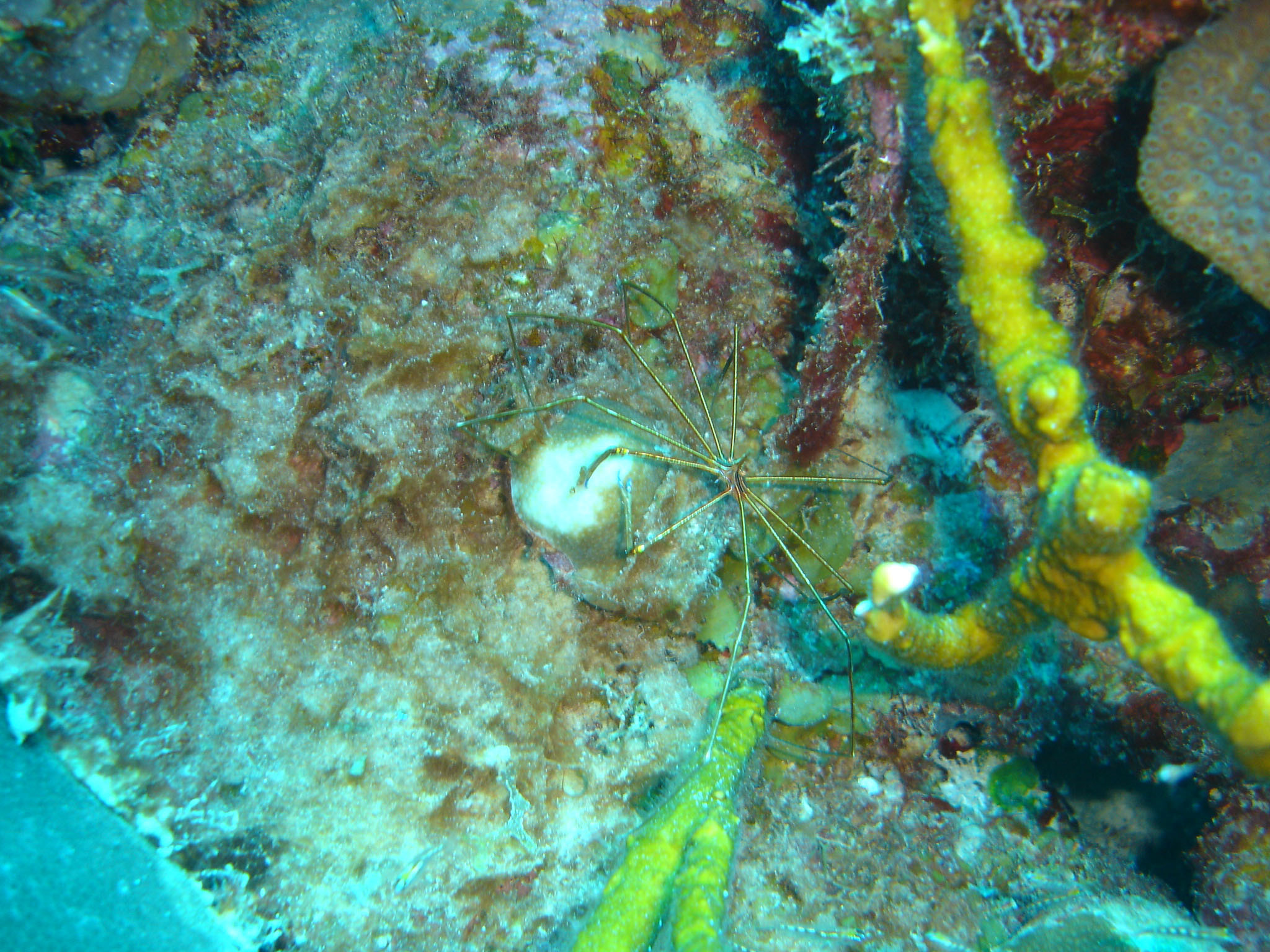 Arrowhead crab Arrowhead crab