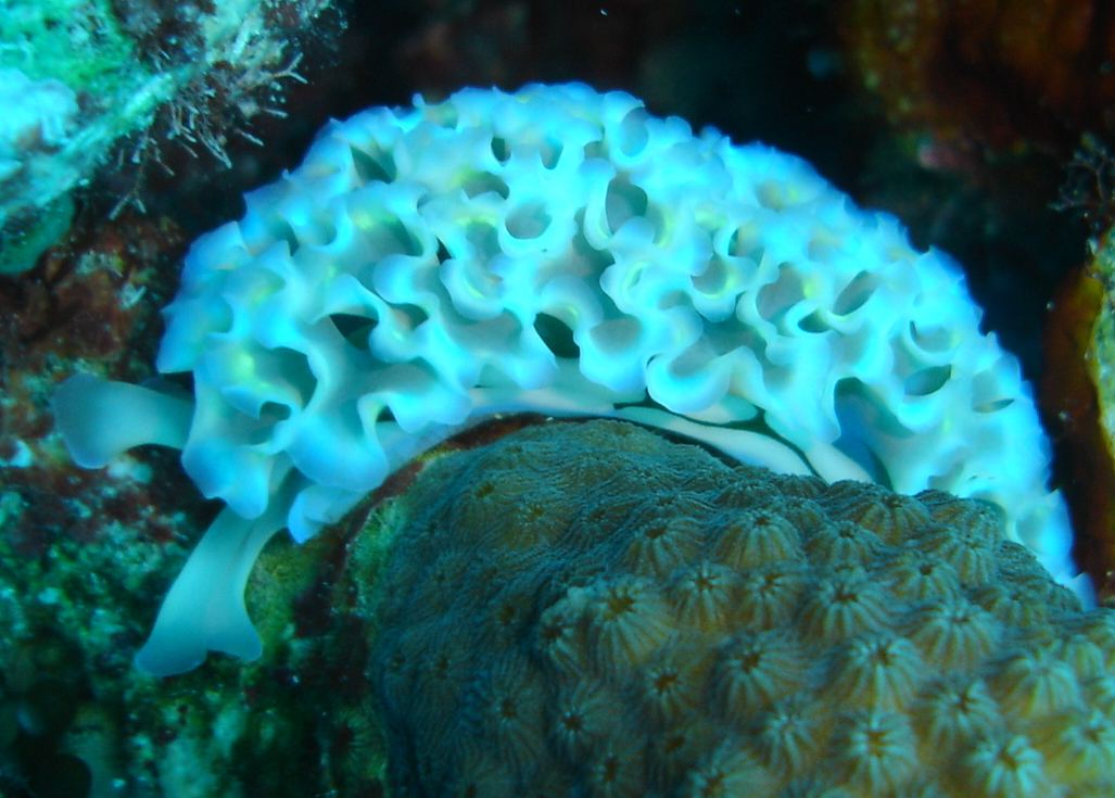 Lettuce Sea Slug Lettuce Sea Slug