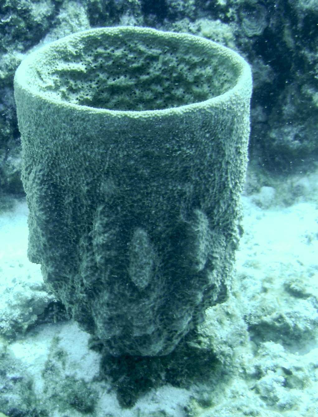 Barrel Sponge Barrel Sponge