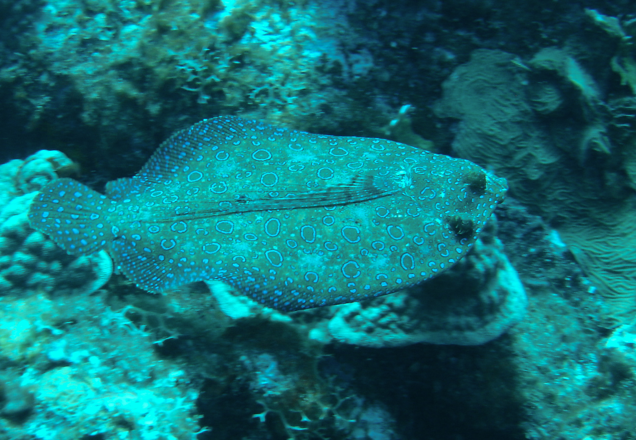 Peacock Flounder Peacock Flounder