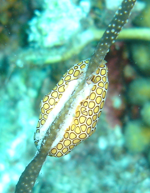 Flamingo Tongue