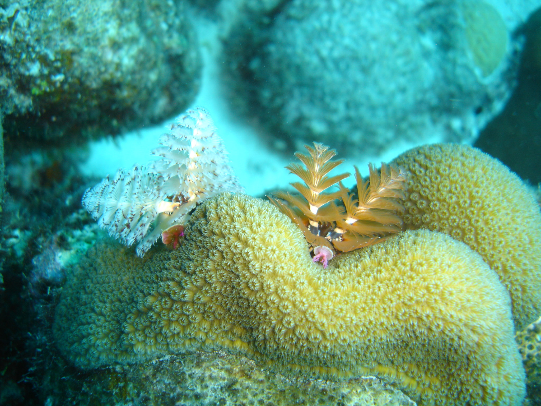 Christmas tree worms