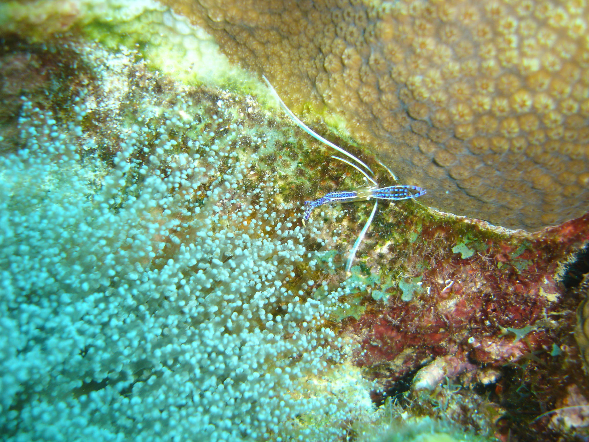 Spotted cleaner shrimp (Periclimenes yucatanicus)