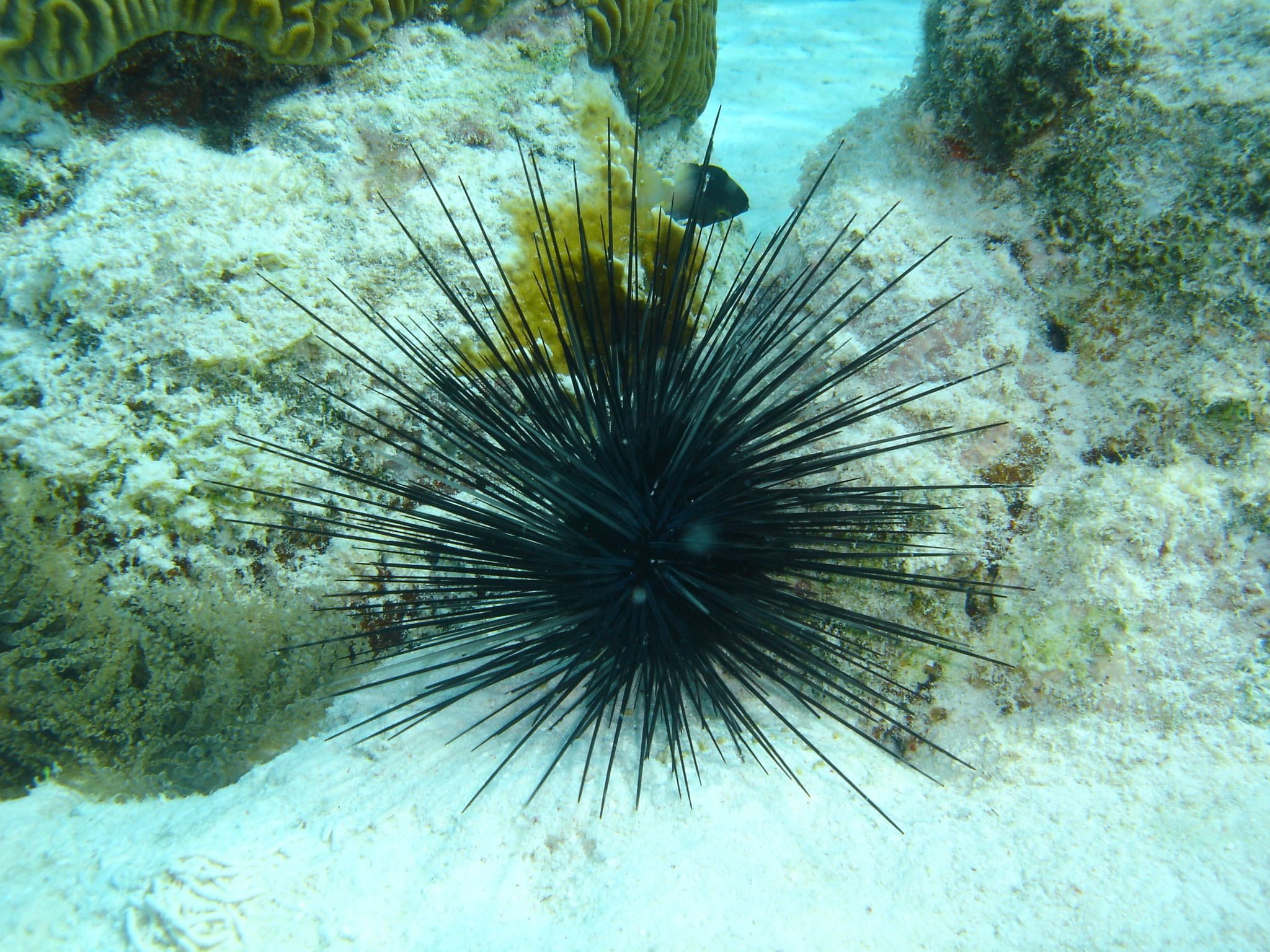 Long spined urchin