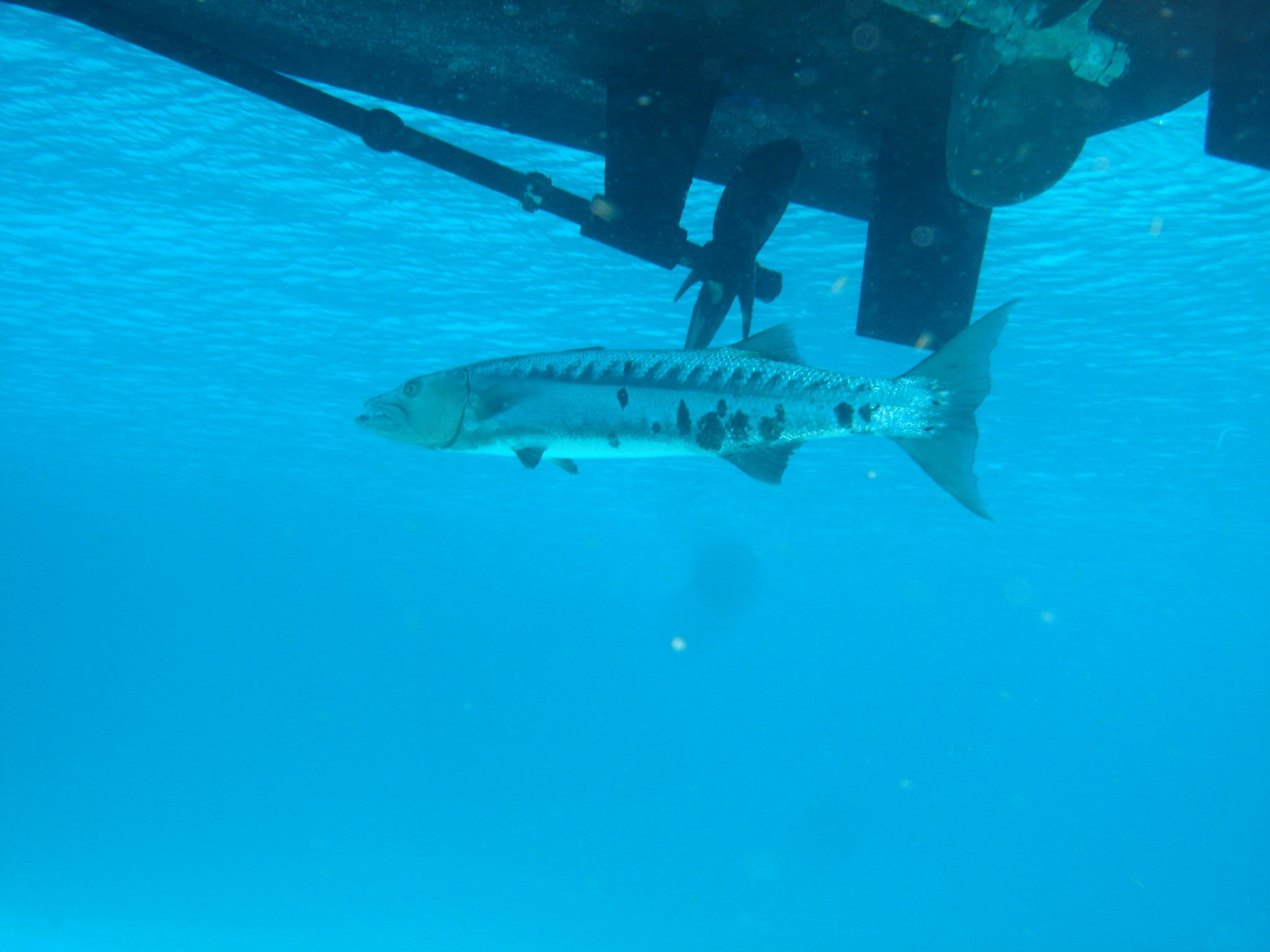 Tarpon under Habitat Curacao's dive boat