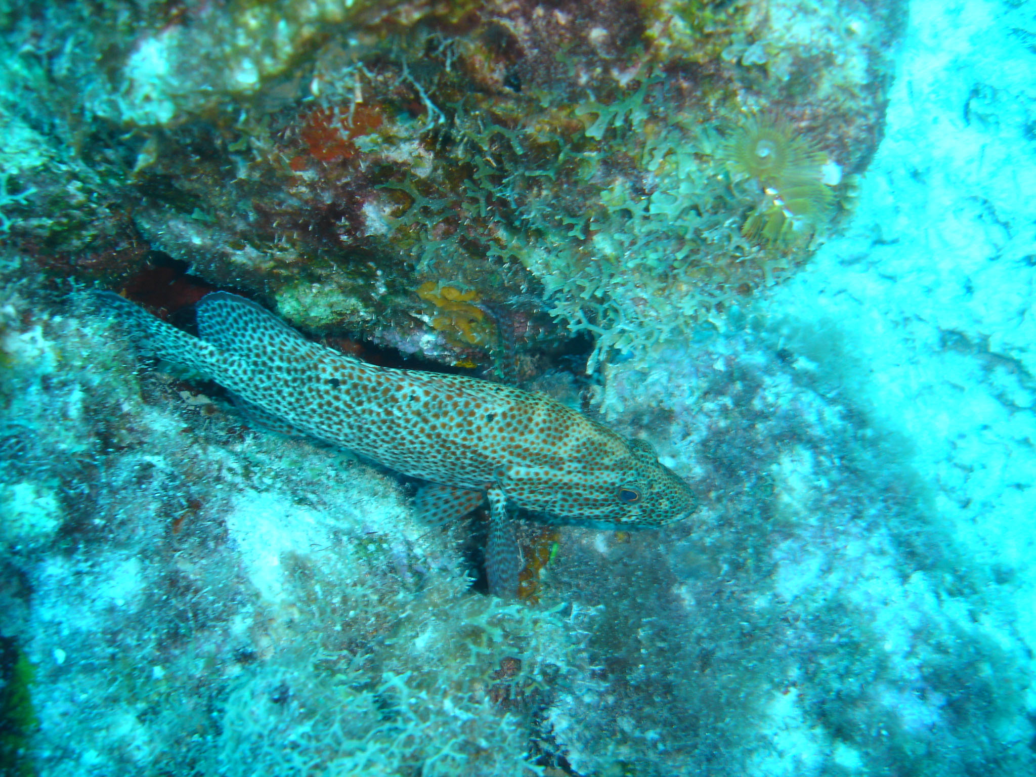 Grouper