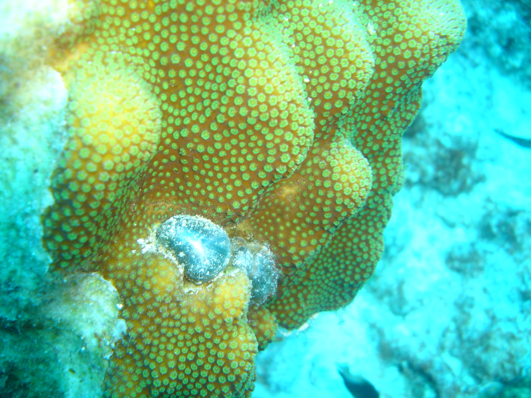 Sea Pearl on Star Coral