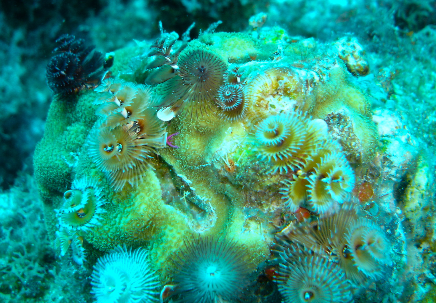Christmas tree worms