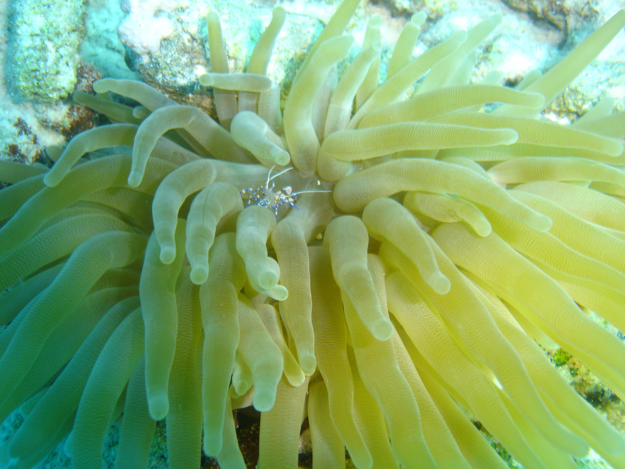 Spotted cleaner shrimp (Periclimenes yucatanicus) in anemone